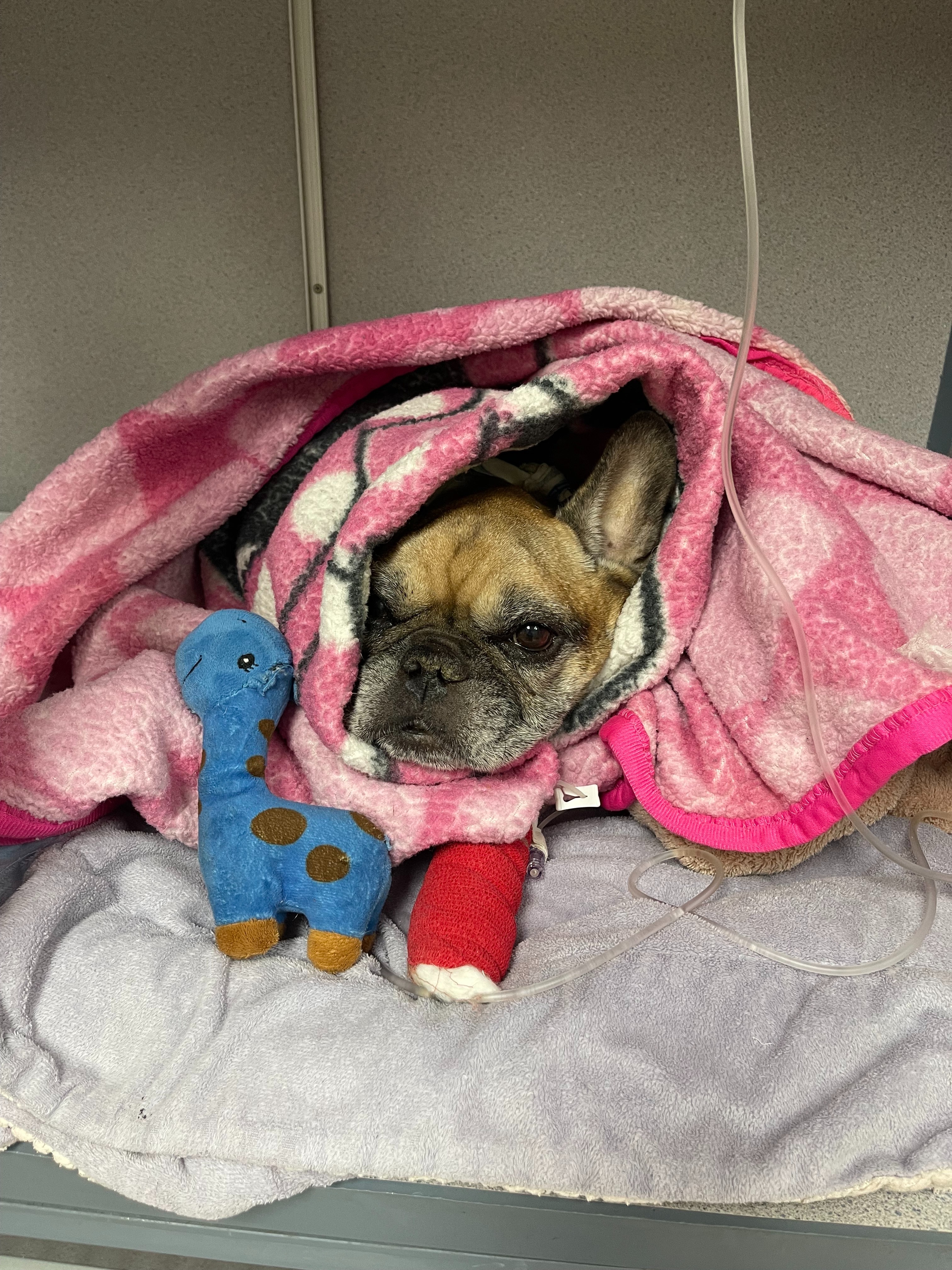 Help Stella Recover and Stay With Her Family campaign photo, 5 of 7