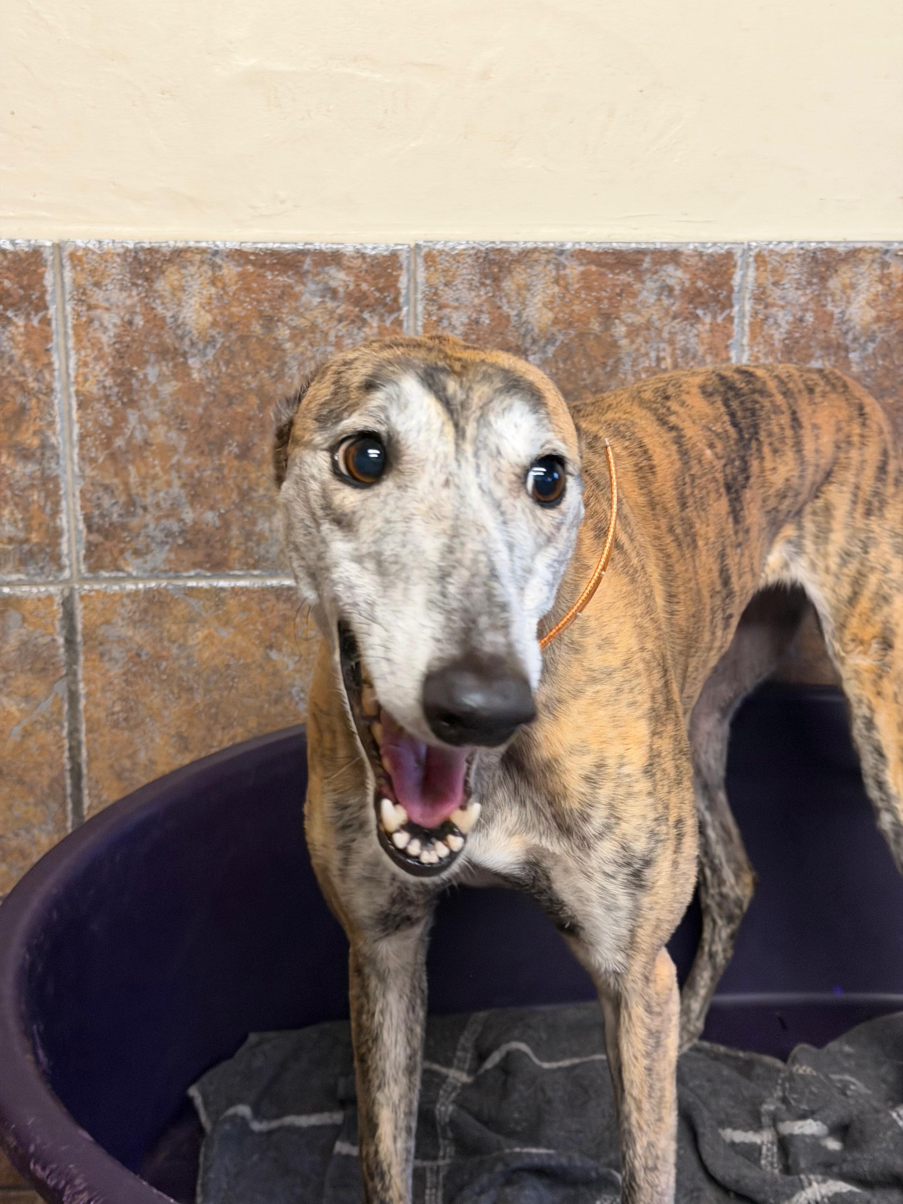 Care, Safety, and Second Chances for Greyhounds campaign photo, 2 of 6