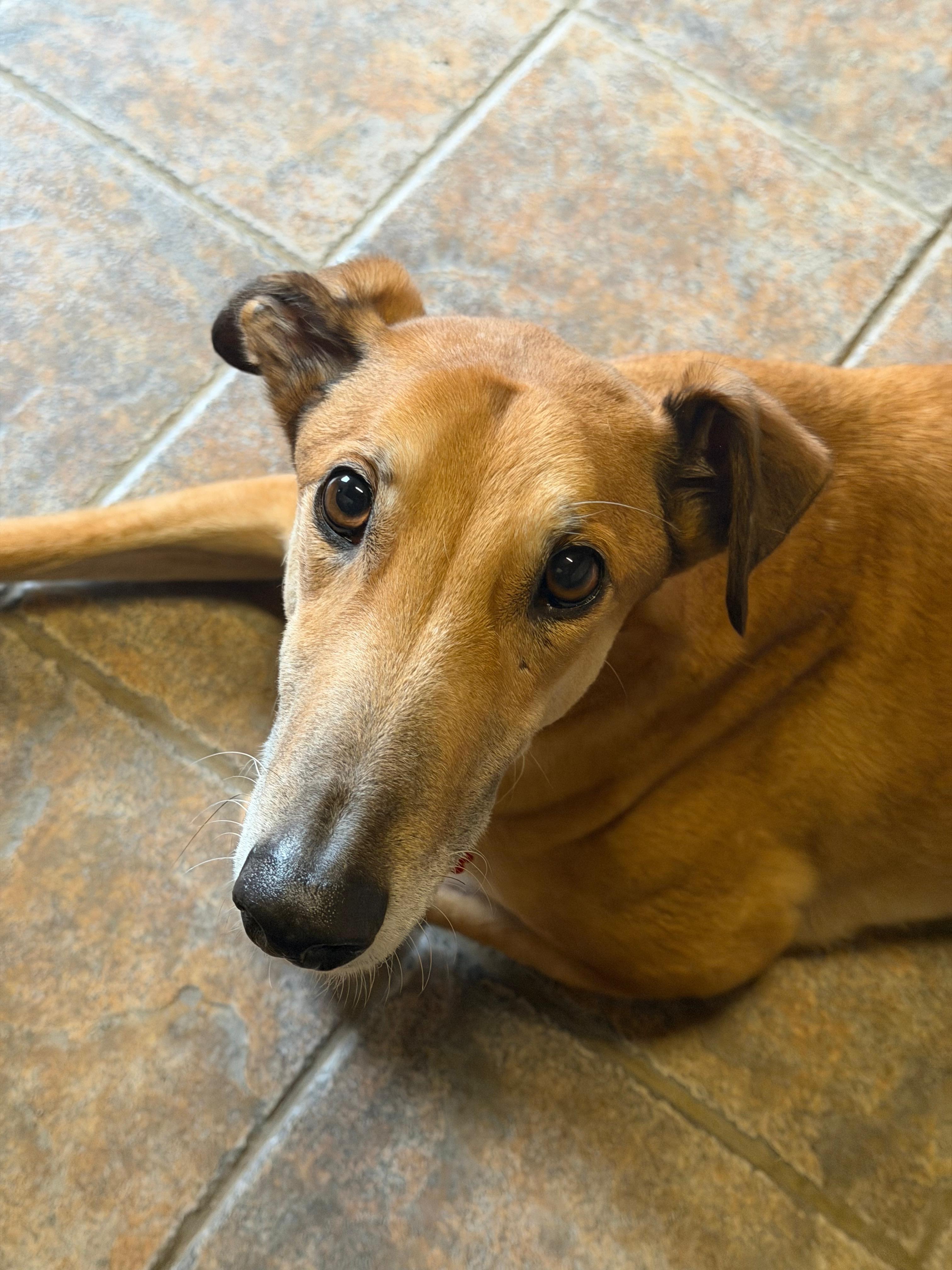 Care, Safety, and Second Chances for Greyhounds campaign photo, 5 of 6