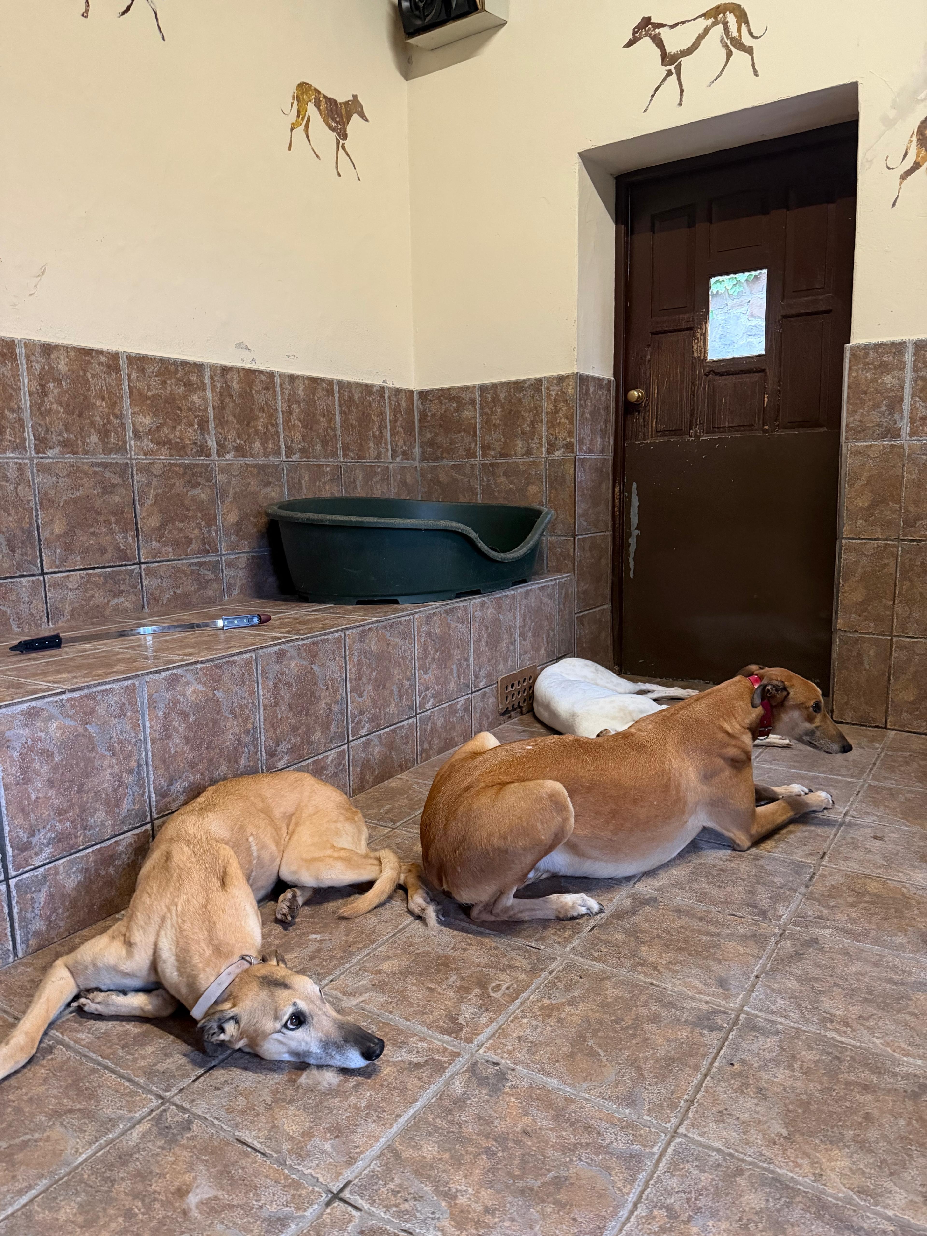 Care, Safety, and Second Chances for Greyhounds campaign photo, 4 of 6