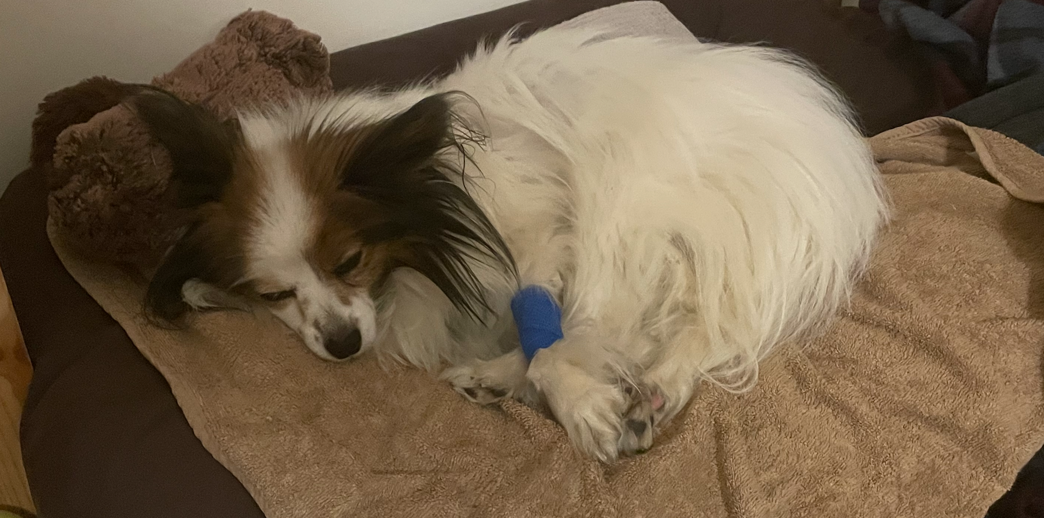 Help with Ithaque's treatment campaign photo, 2 of 8