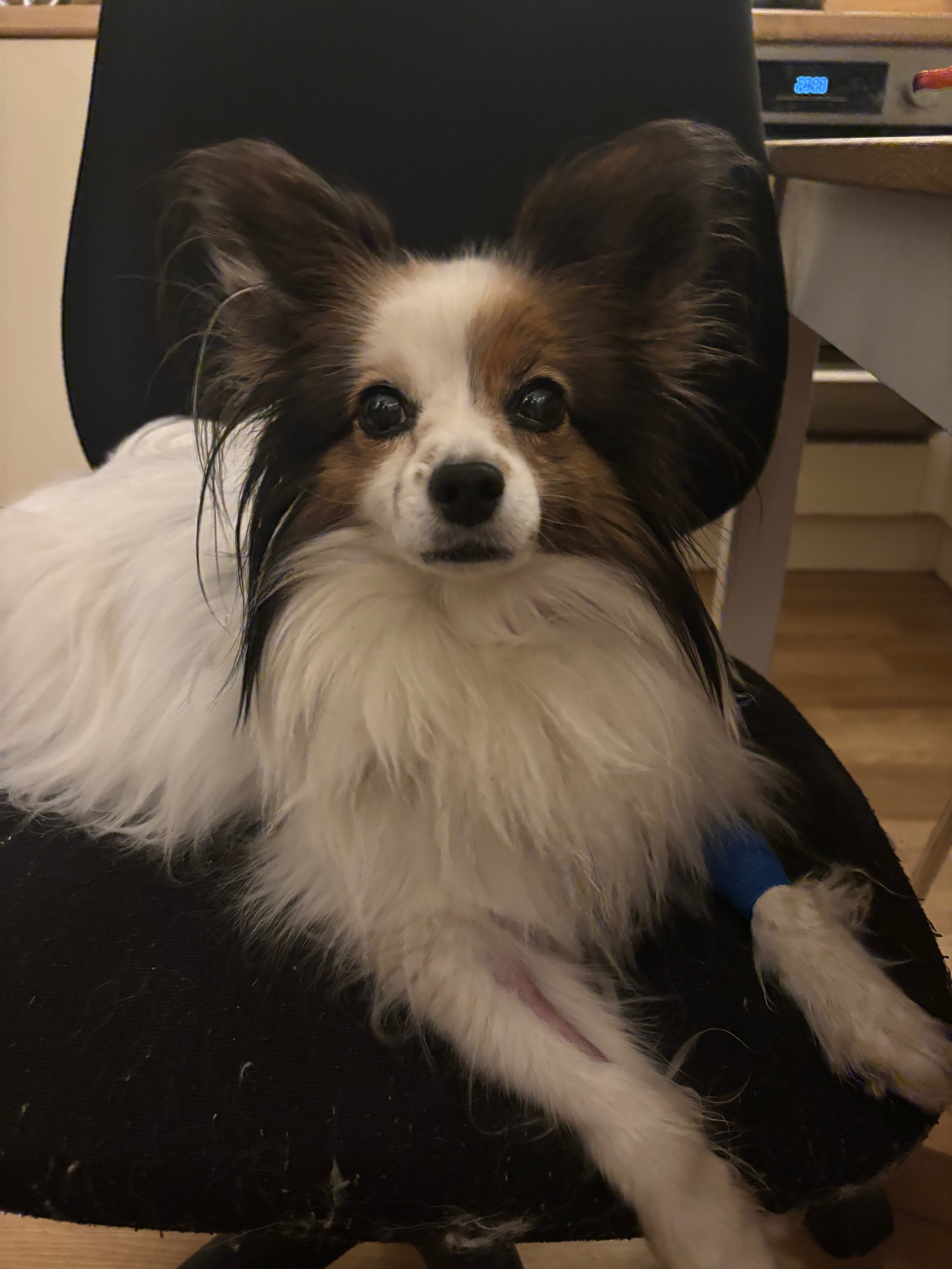 Help with Ithaque's treatment campaign photo, 6 of 8