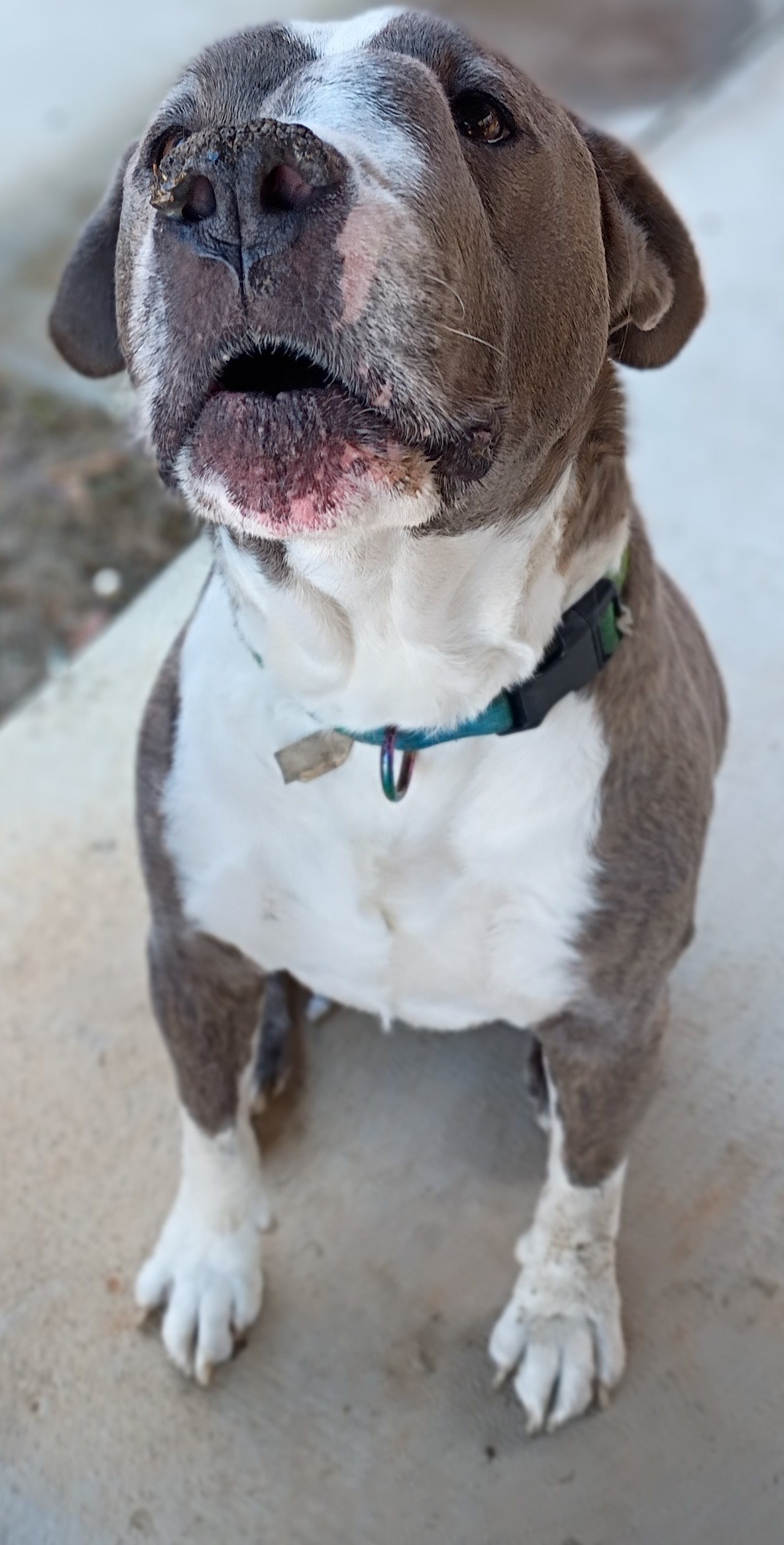 Paws for Rico: Urgent Medical Care Needed campaign photo, 7 of 8