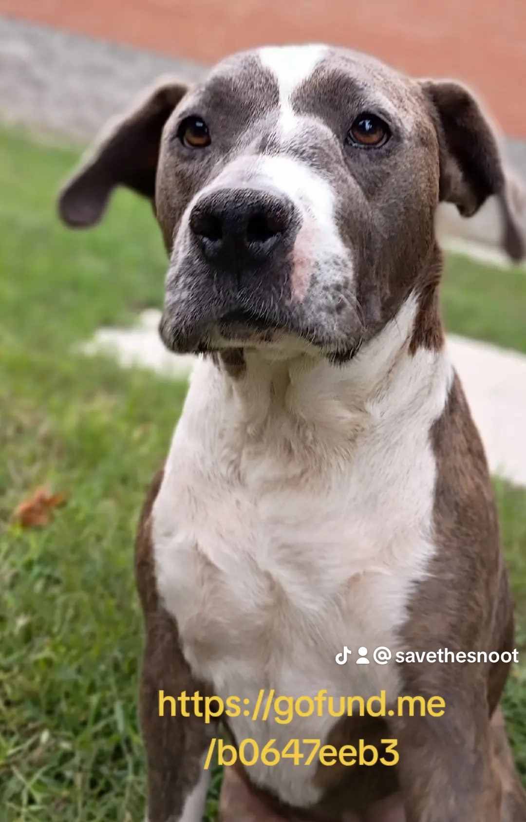 Paws for Rico: Urgent Medical Care Needed campaign photo, 5 of 8