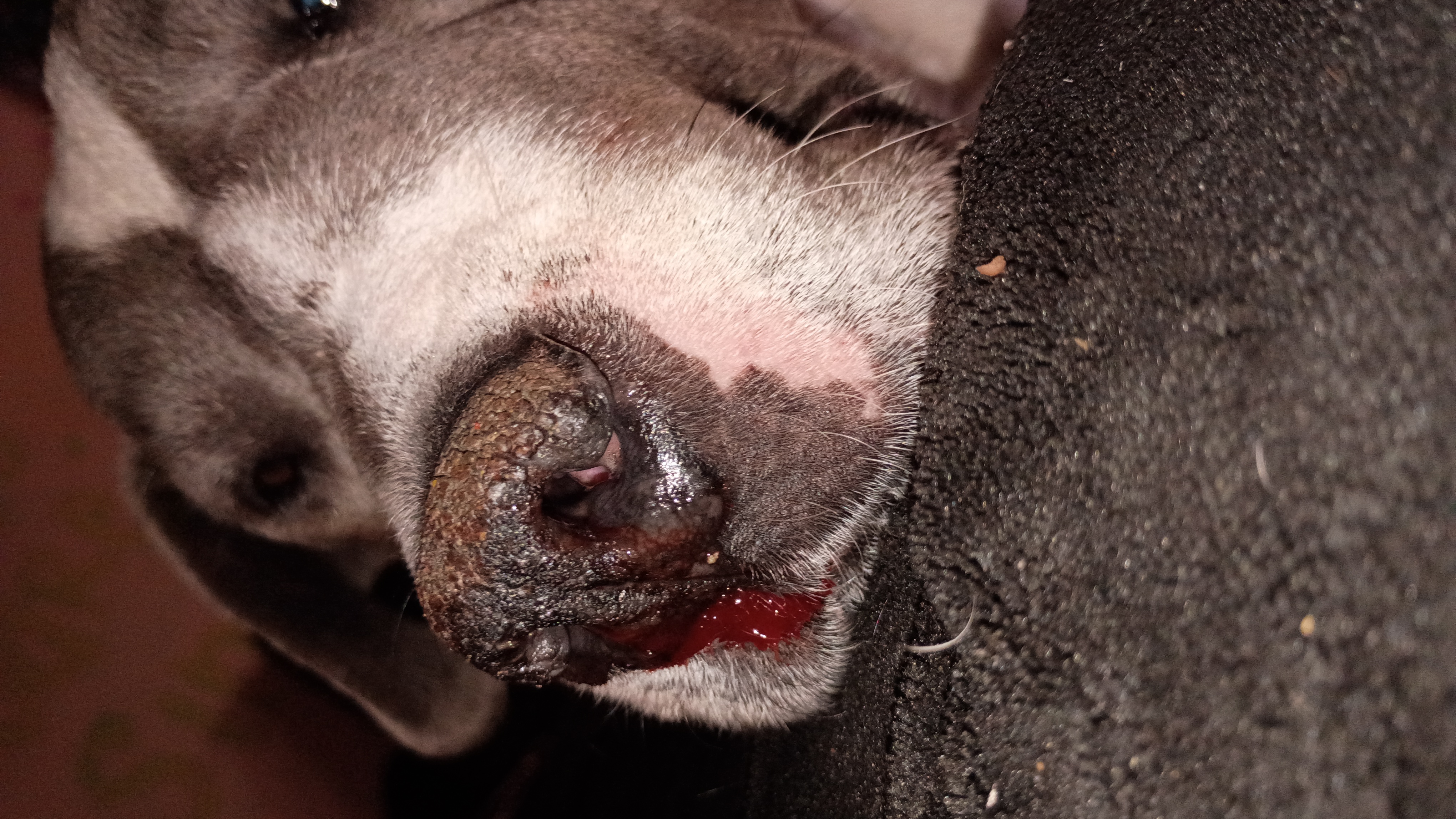 Paws for Rico: Urgent Medical Care Needed campaign photo, 6 of 8