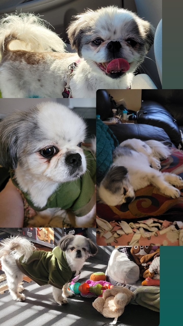 PLEASE HELP SWEET LITTLE PEPPER GET BETTER!! campaign photo, 2 of 3