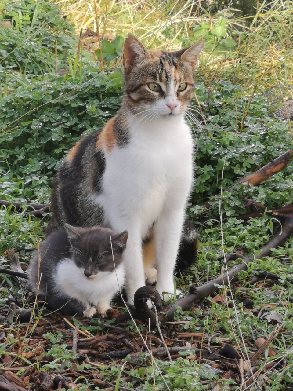 SOS for cats campaign photo, 5 of 8