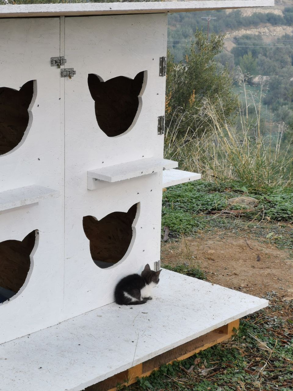 SOS for cats campaign photo, 6 of 8