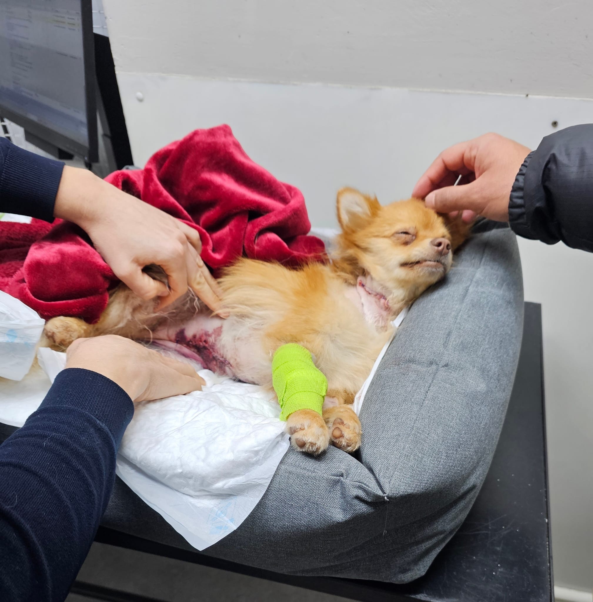 A second chance rescue for Nala & Teddy campaign photo, 5 of 6
