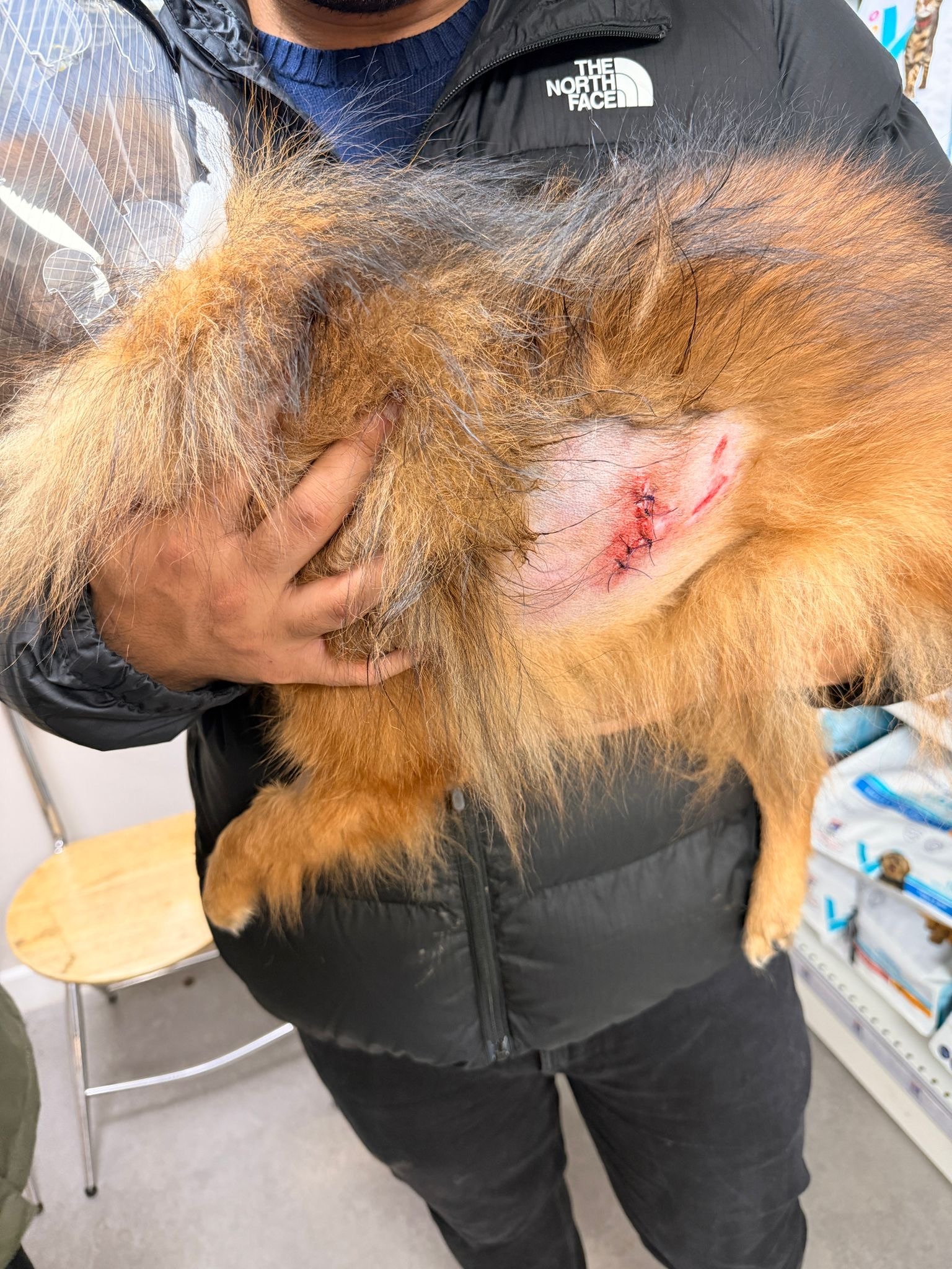 A second chance rescue for Nala & Teddy campaign photo, 2 of 6