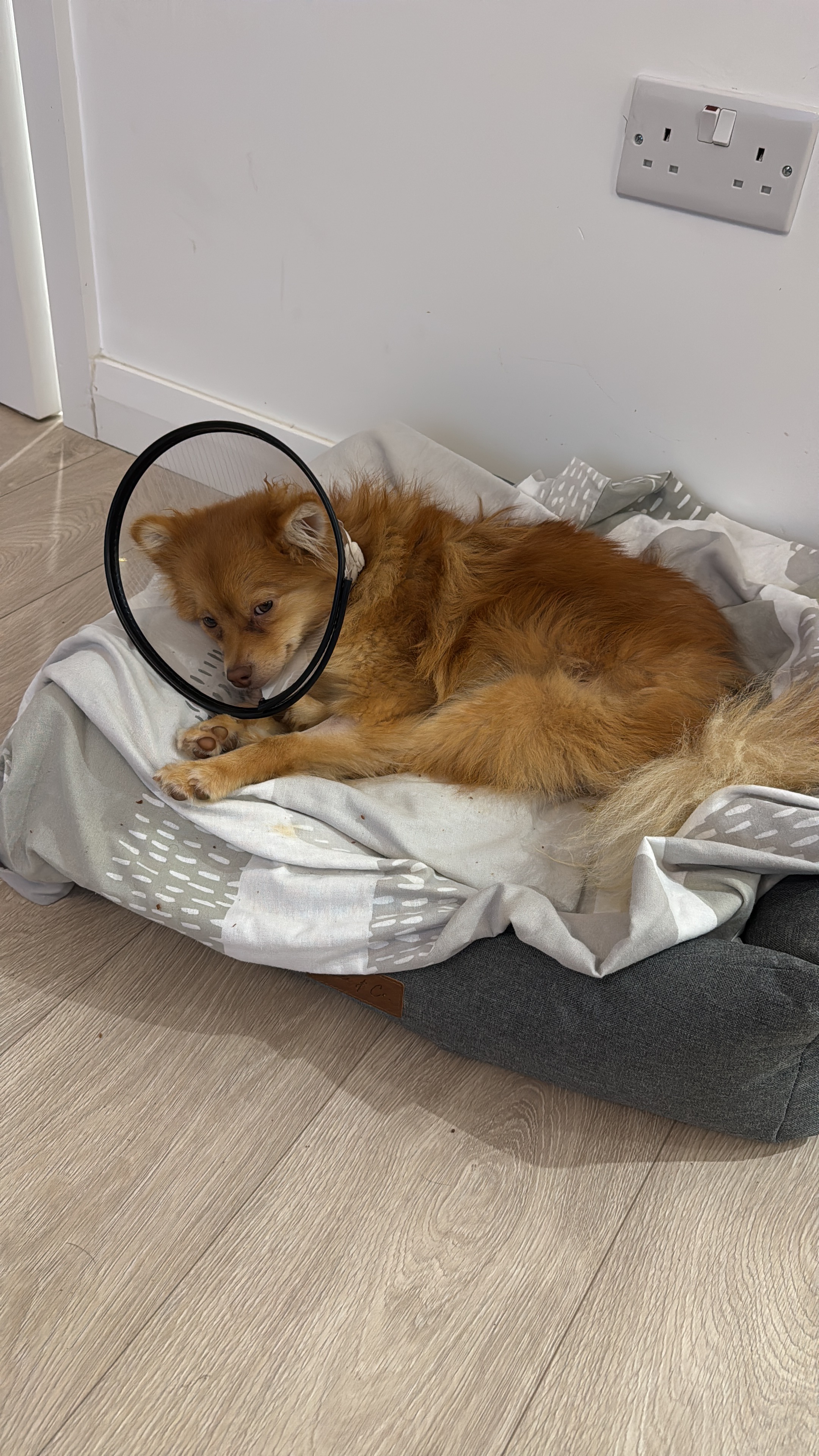 A second chance rescue for Nala & Teddy campaign photo, 4 of 6