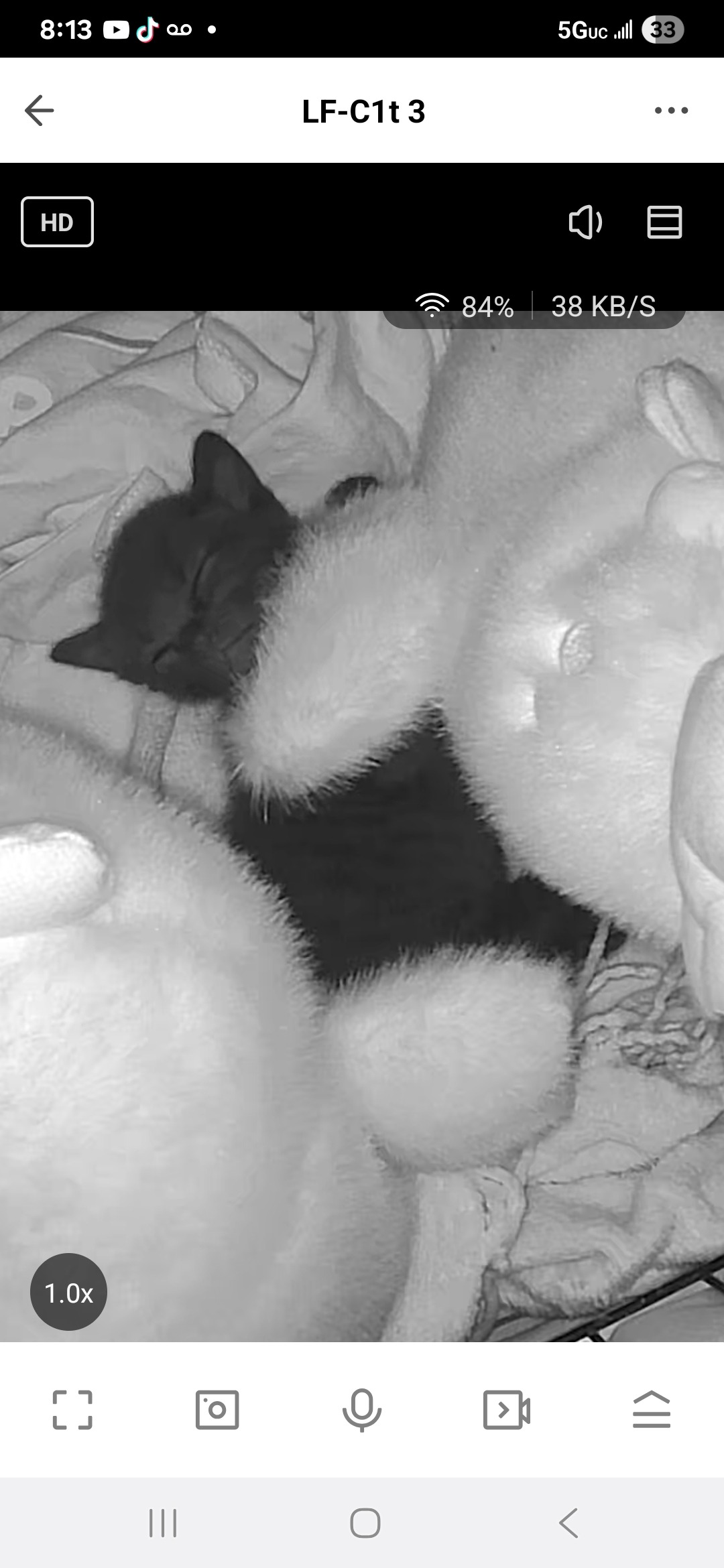 Help Cookie Fight FIP campaign photo, 4 of 6