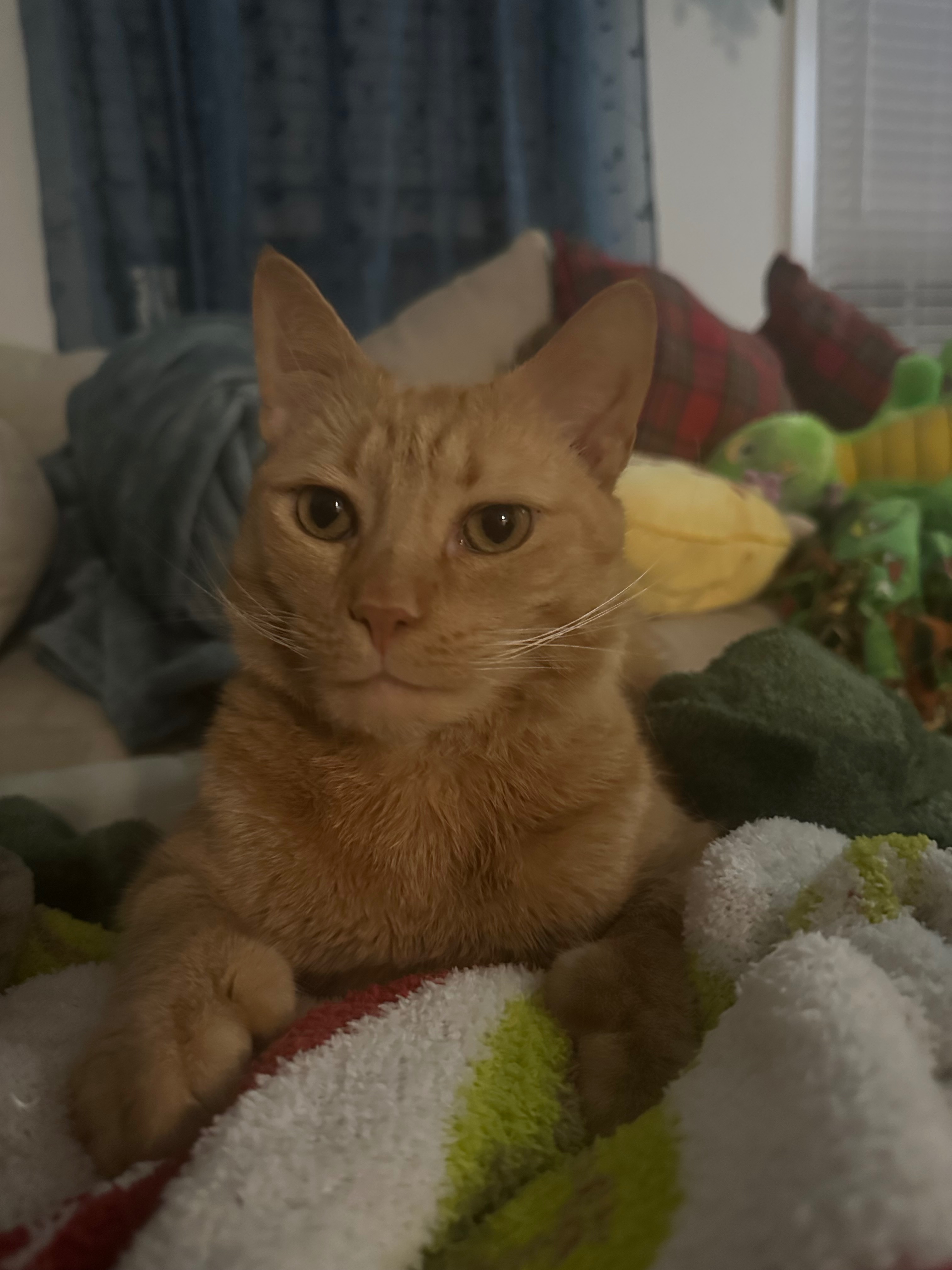 Support Puss's Healing Journey campaign photo, 2 of 6