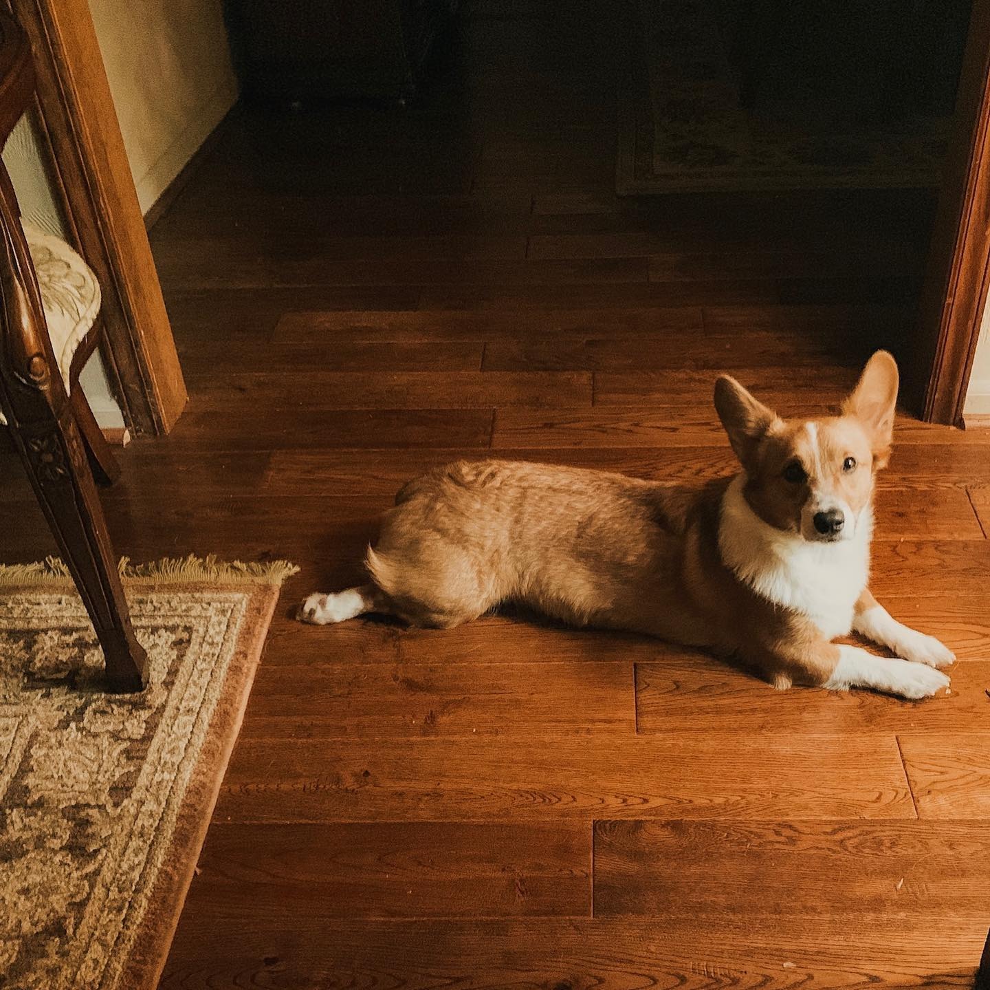 Help Tank Find Comfort in His Final Days campaign photo, 2 of 8