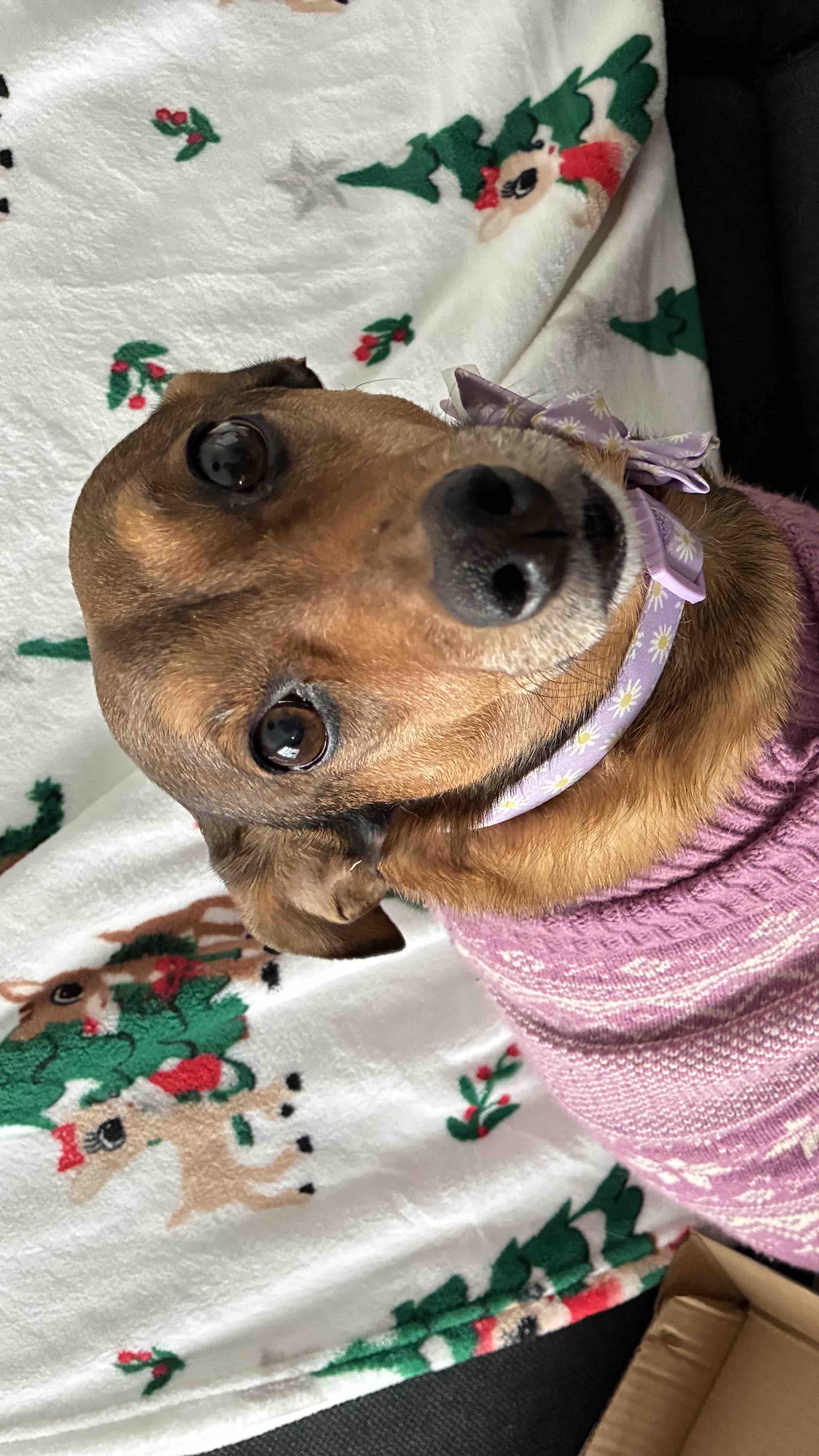Help Daisy Mae get a Healthy Smile photo