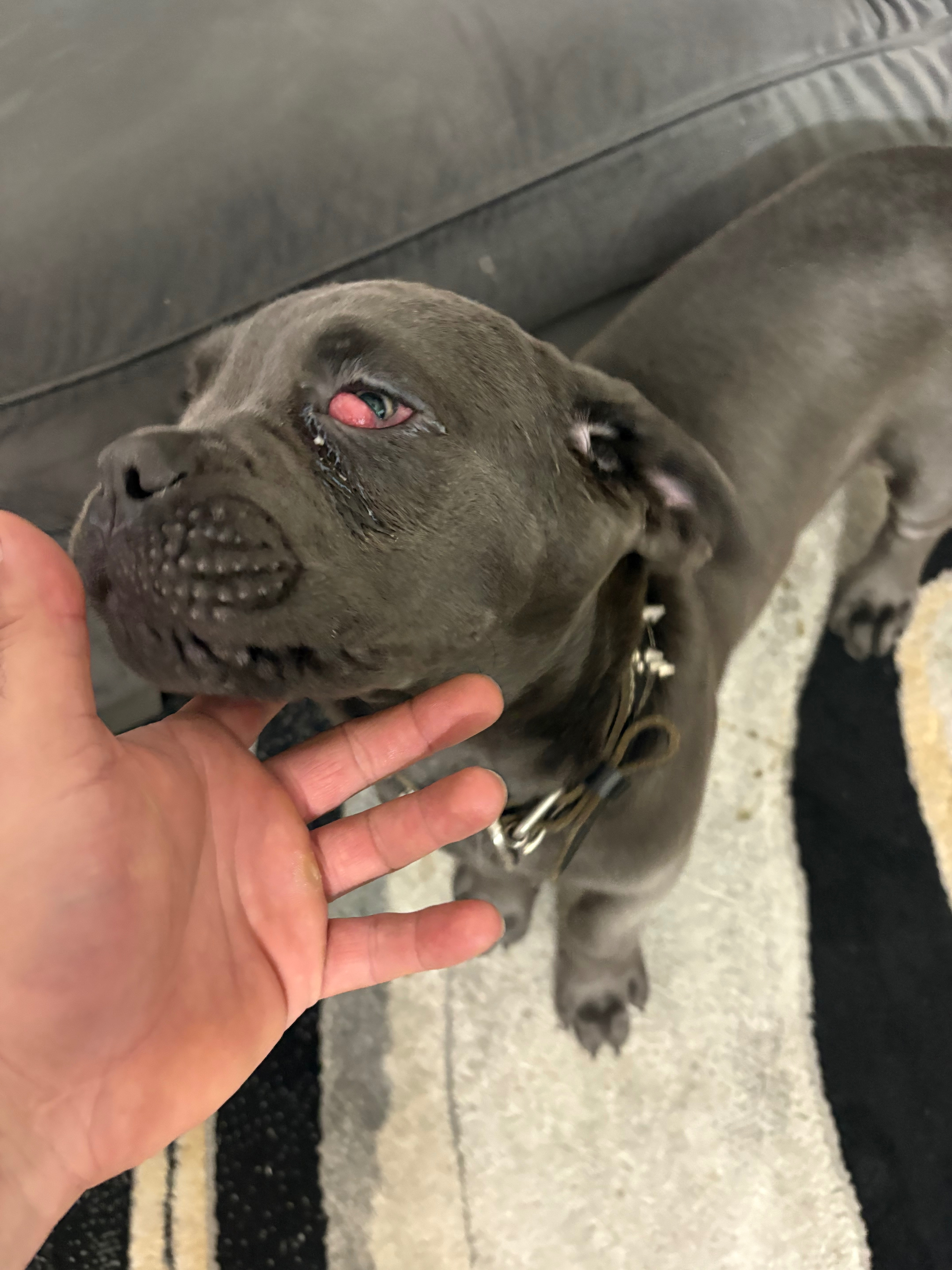 Help Zeus, Our 3-Month-Old Cane Corso Puppy campaign photo, 2 of 4