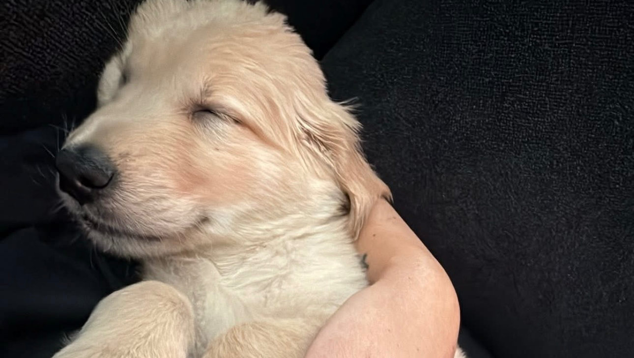 Urgent Surgery for Prince: Every Donation Helps photo