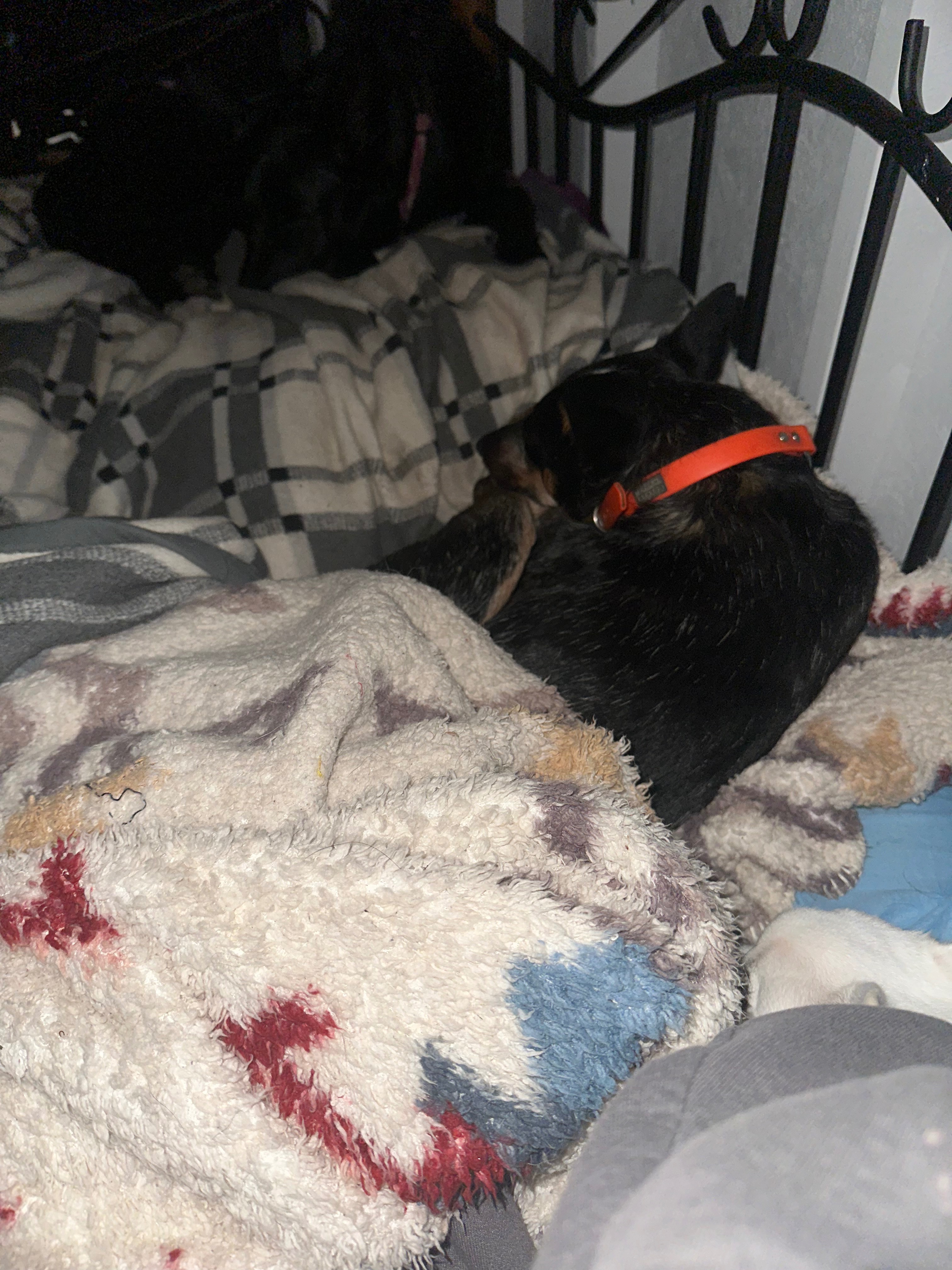 Support Amy's Dog Through Urgent Surgery campaign photo, 2 of 6