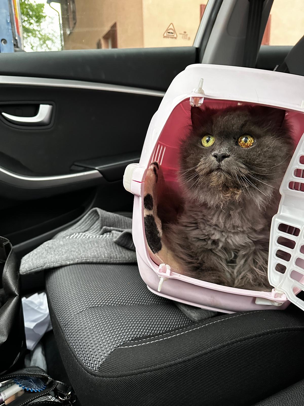 Hilfe für meine Katze Lia – jede Unterstützung zählt campaign photo, 5 of 6