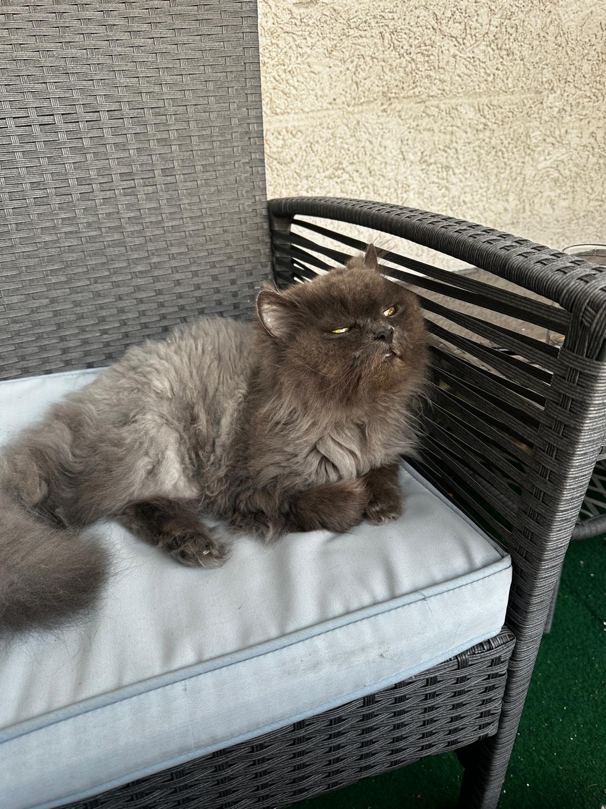 Hilfe für meine Katze Lia – jede Unterstützung zählt campaign photo, 4 of 6