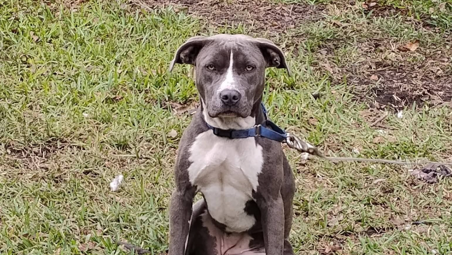 A Christmas Miracle for Nala and Her Family photo