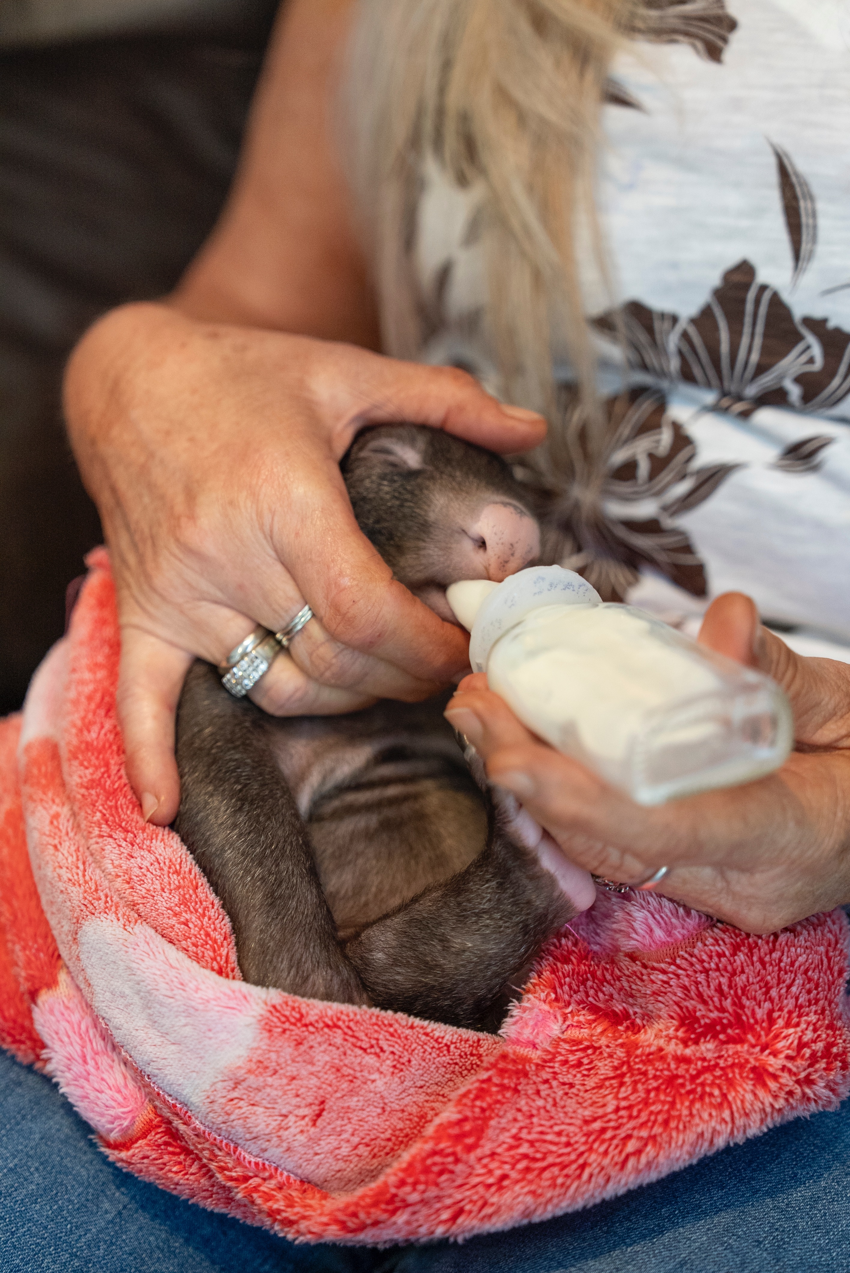 Give a Baby Wombat a Second Chance This Christmas campaign photo, 4 of 8
