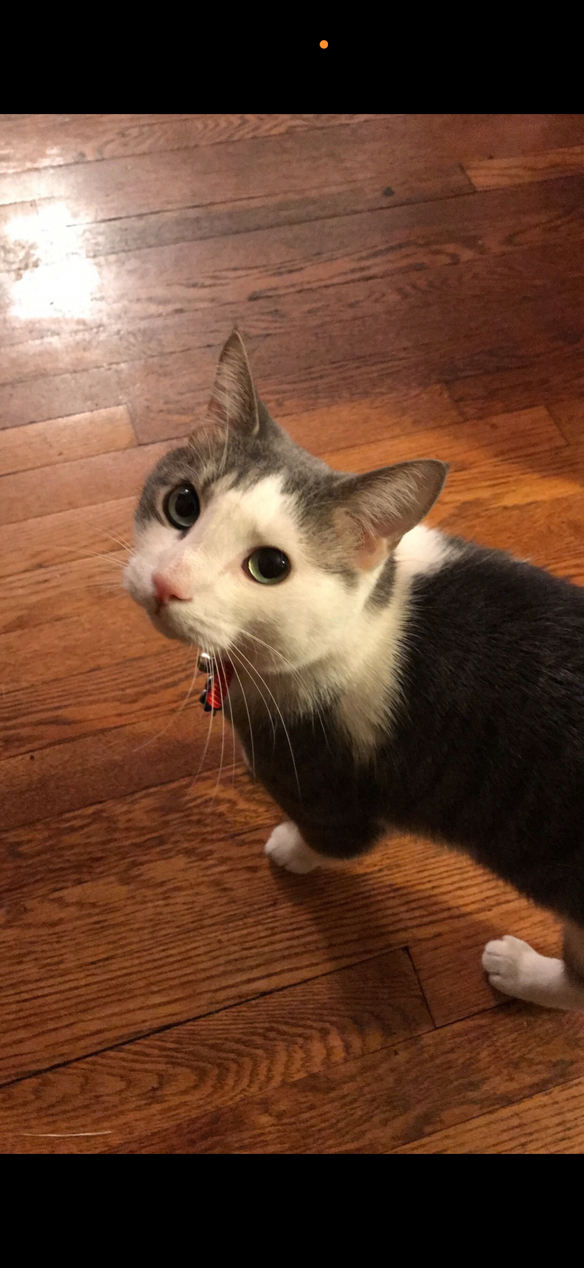 Help our family cat have a peaceful goodbye campaign photo, 4 of 5