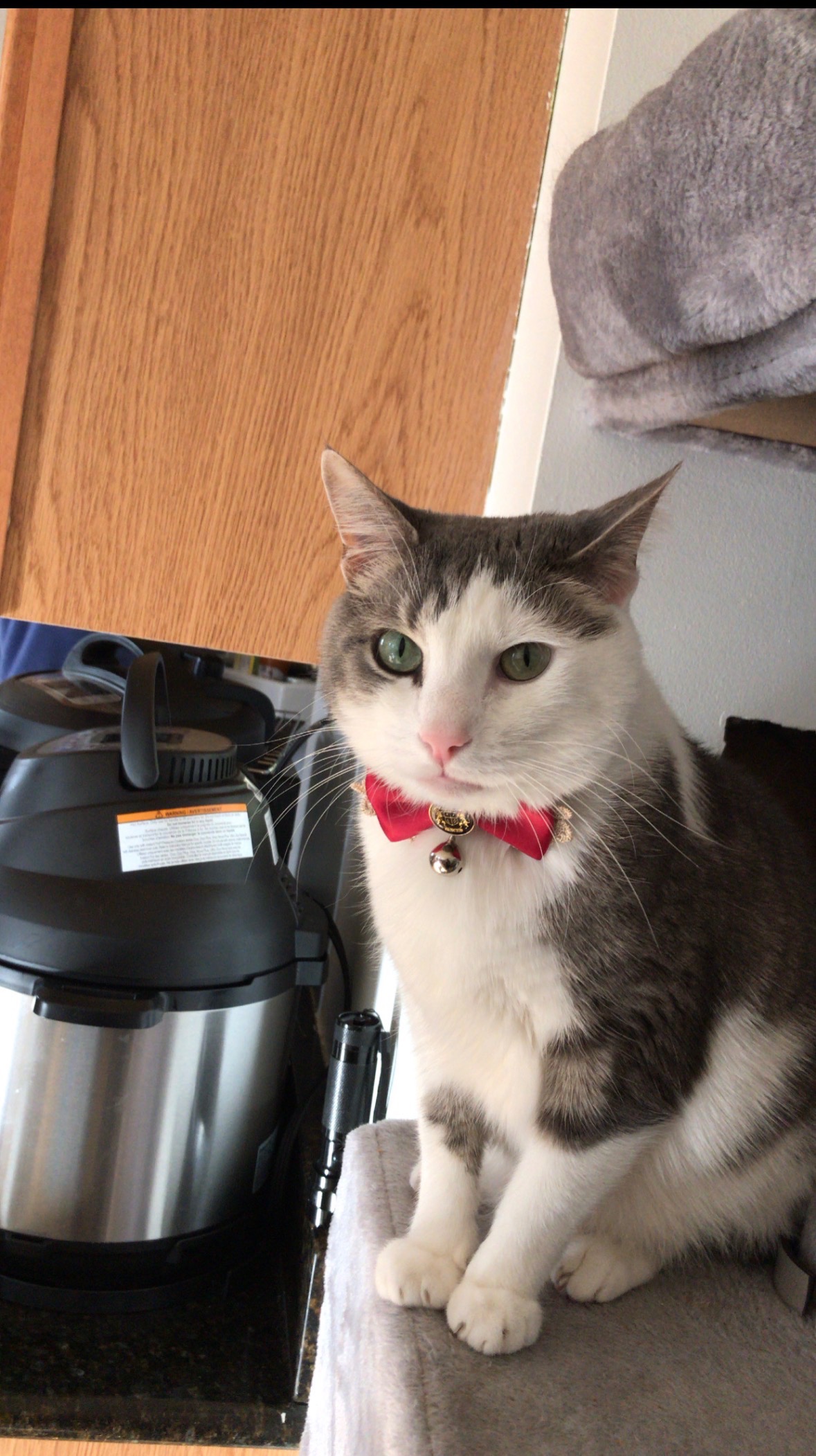 Help our family cat have a peaceful goodbye campaign photo, 2 of 5