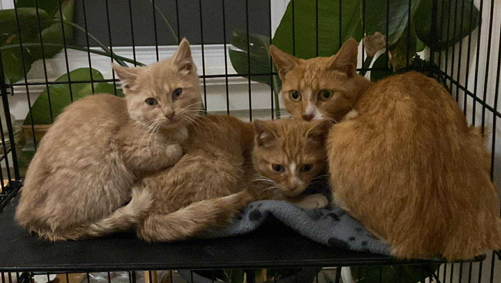 Cats on Canaan