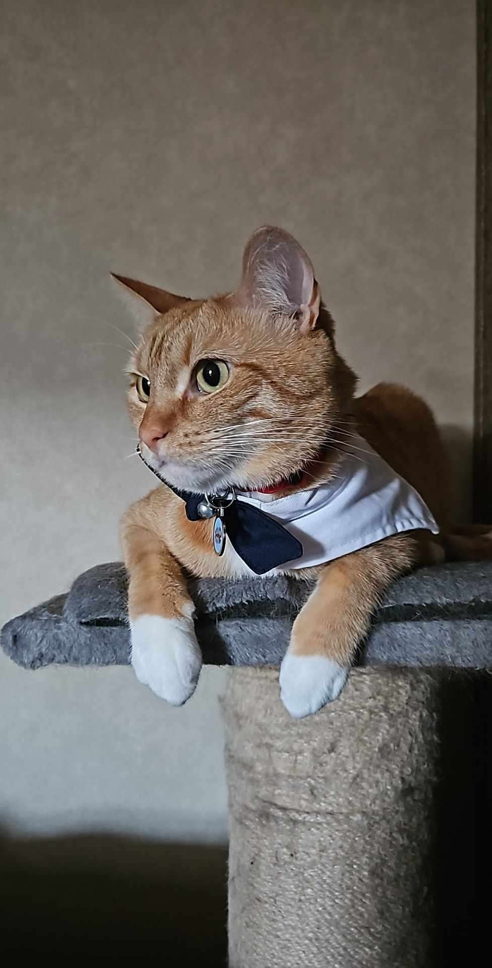 Help Bakugo Live His Best Life with HCM campaign photo, 7 of 8