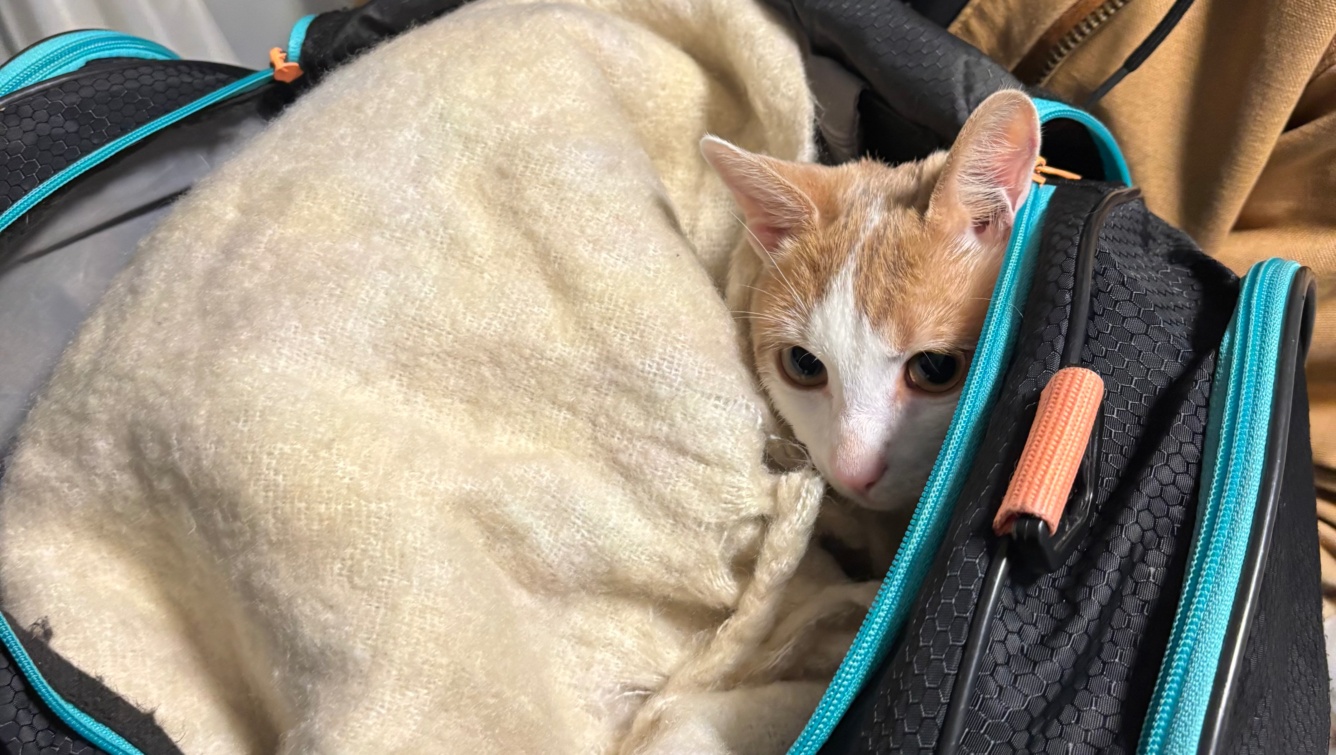 Fundraiser by Sanah Afzalee : Support Kitty's Surgery & Recovery