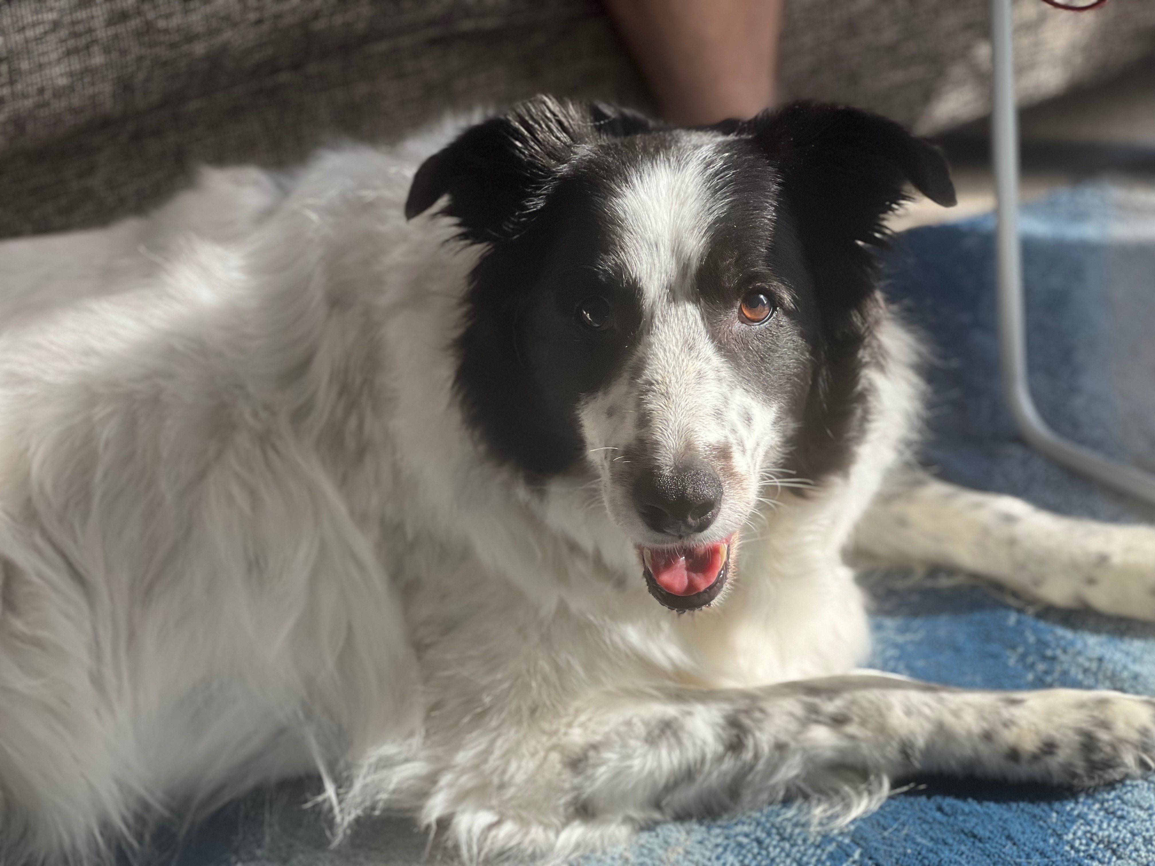 Kosmo’s Cremation — Let’s bring him home campaign photo, 7 of 8