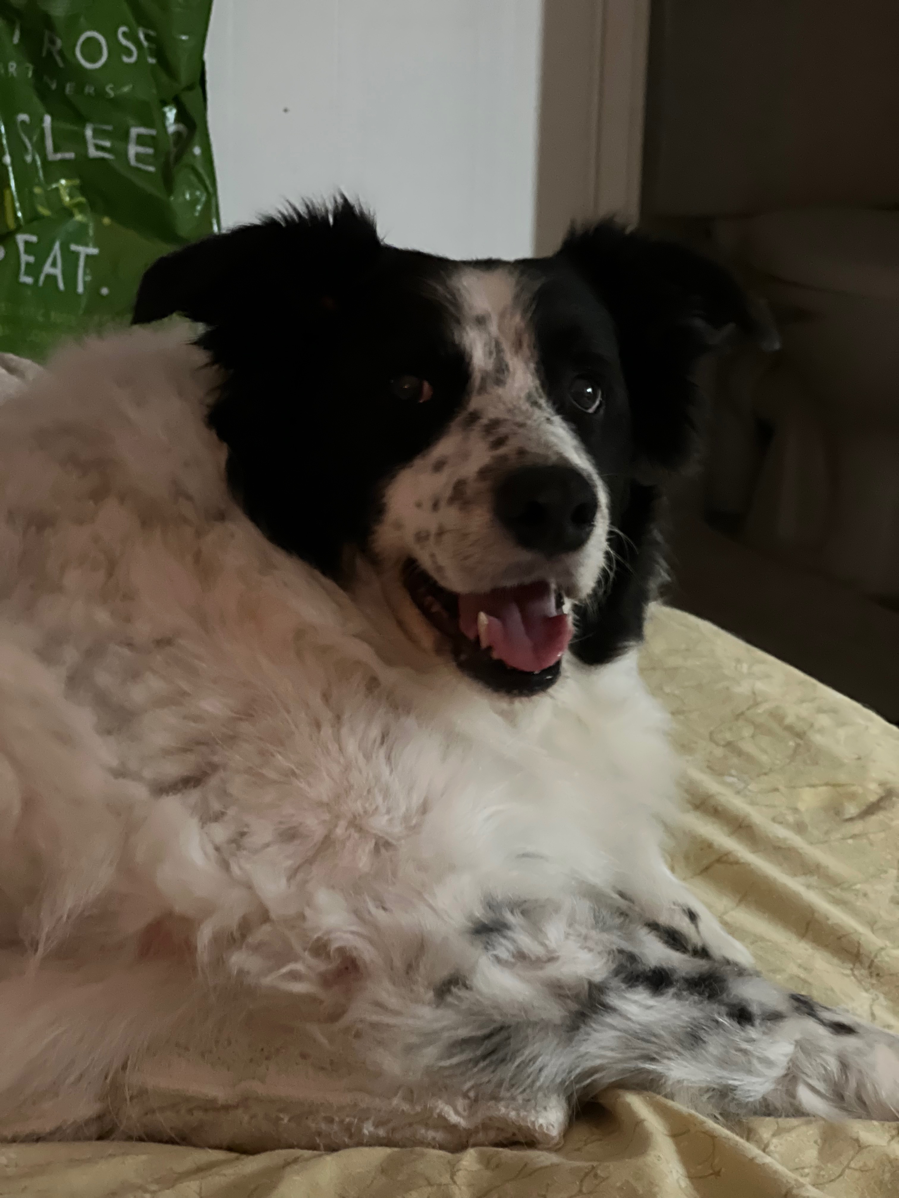Kosmo’s Cremation — Let’s bring him home campaign photo, 4 of 8