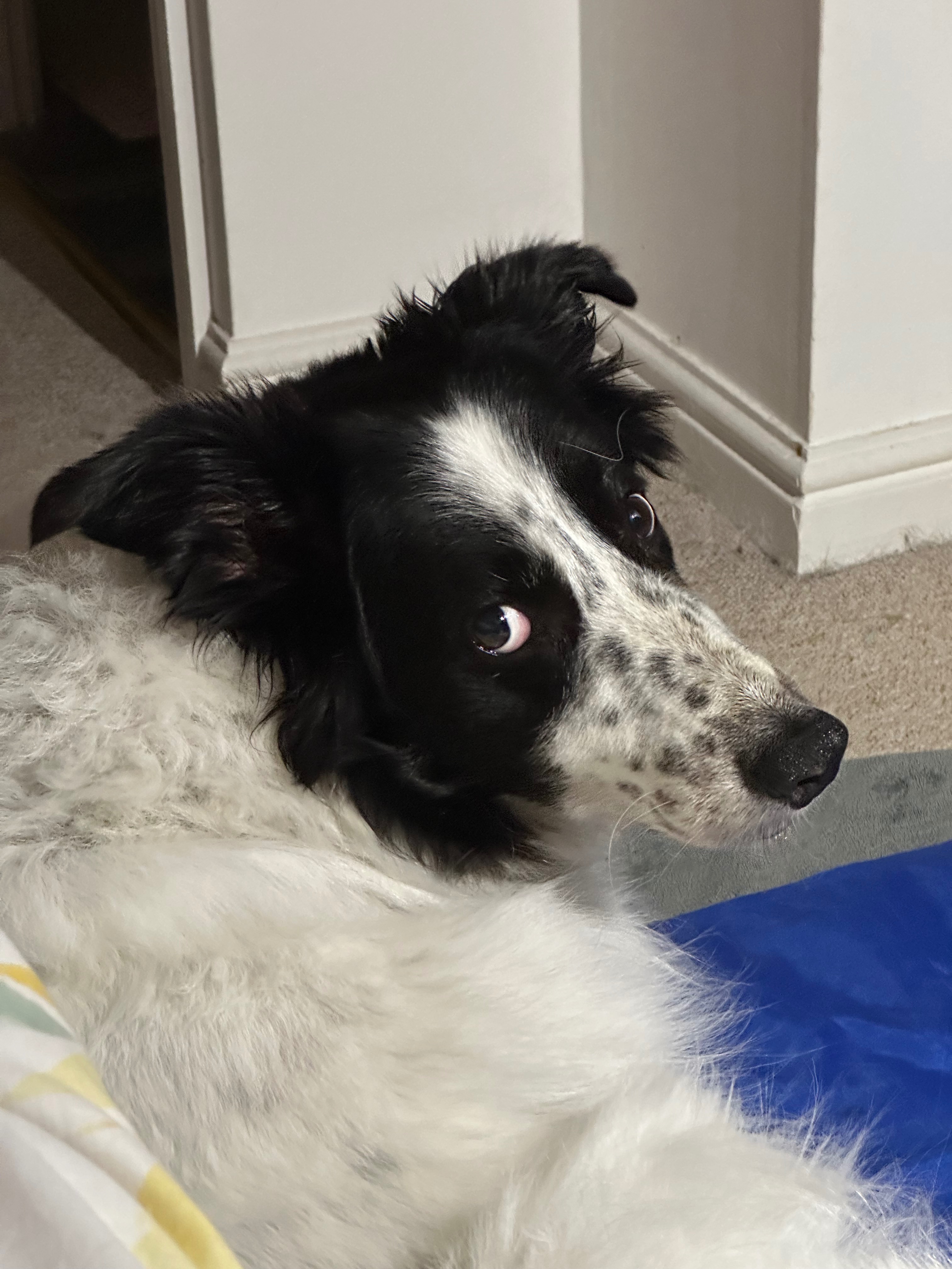 Kosmo’s Cremation — Let’s bring him home campaign photo, 2 of 8
