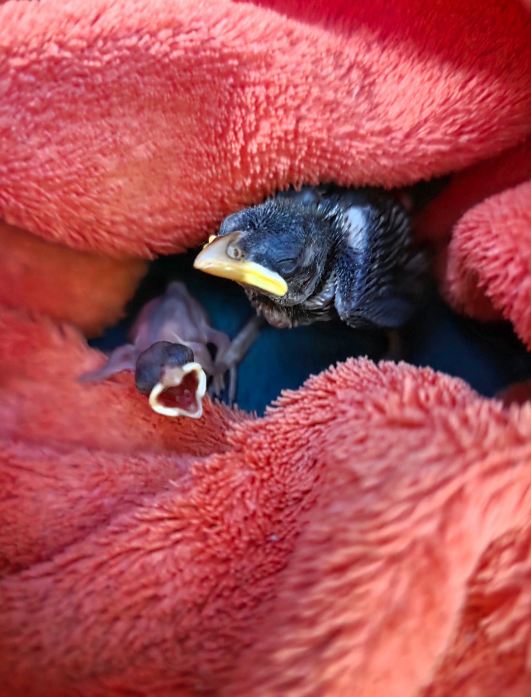 Hoffnung hat Flügel – Unterstütze die Wildvogelhilfe Passau campaign photo, 5 of 8