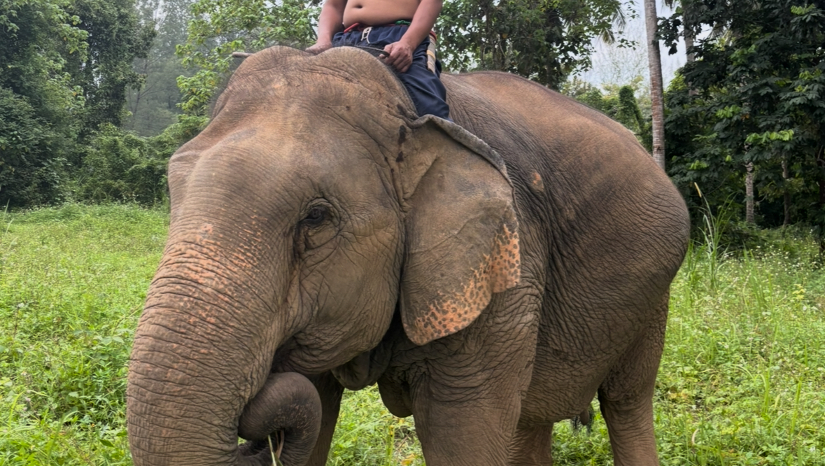 Help Rescue Motif (30 Year Old Pregnant Elephant(13 Months)