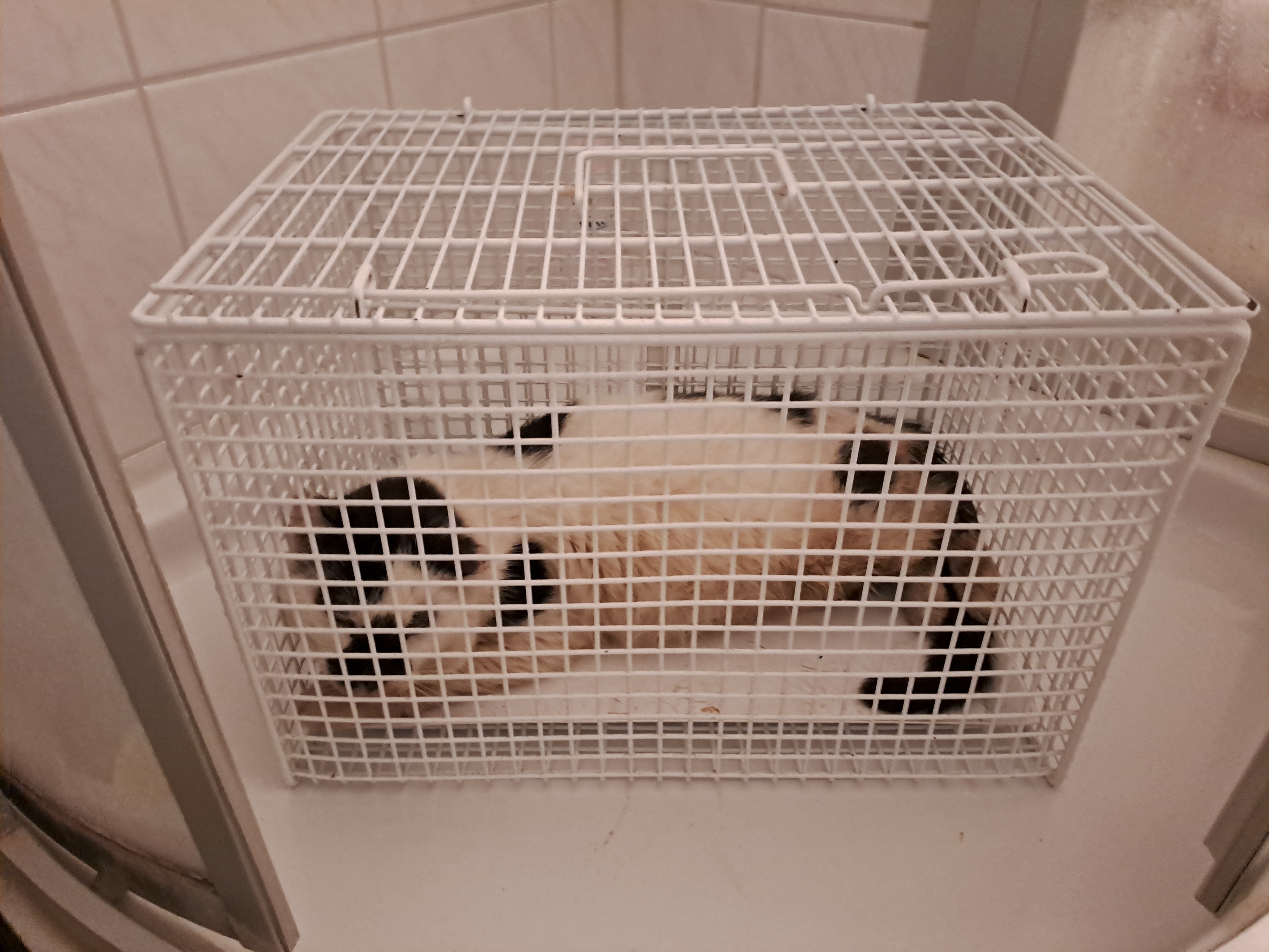 Tierarztkosten für Streunerkatze - Vet costs for Stray cat campaign photo, 4 of 4