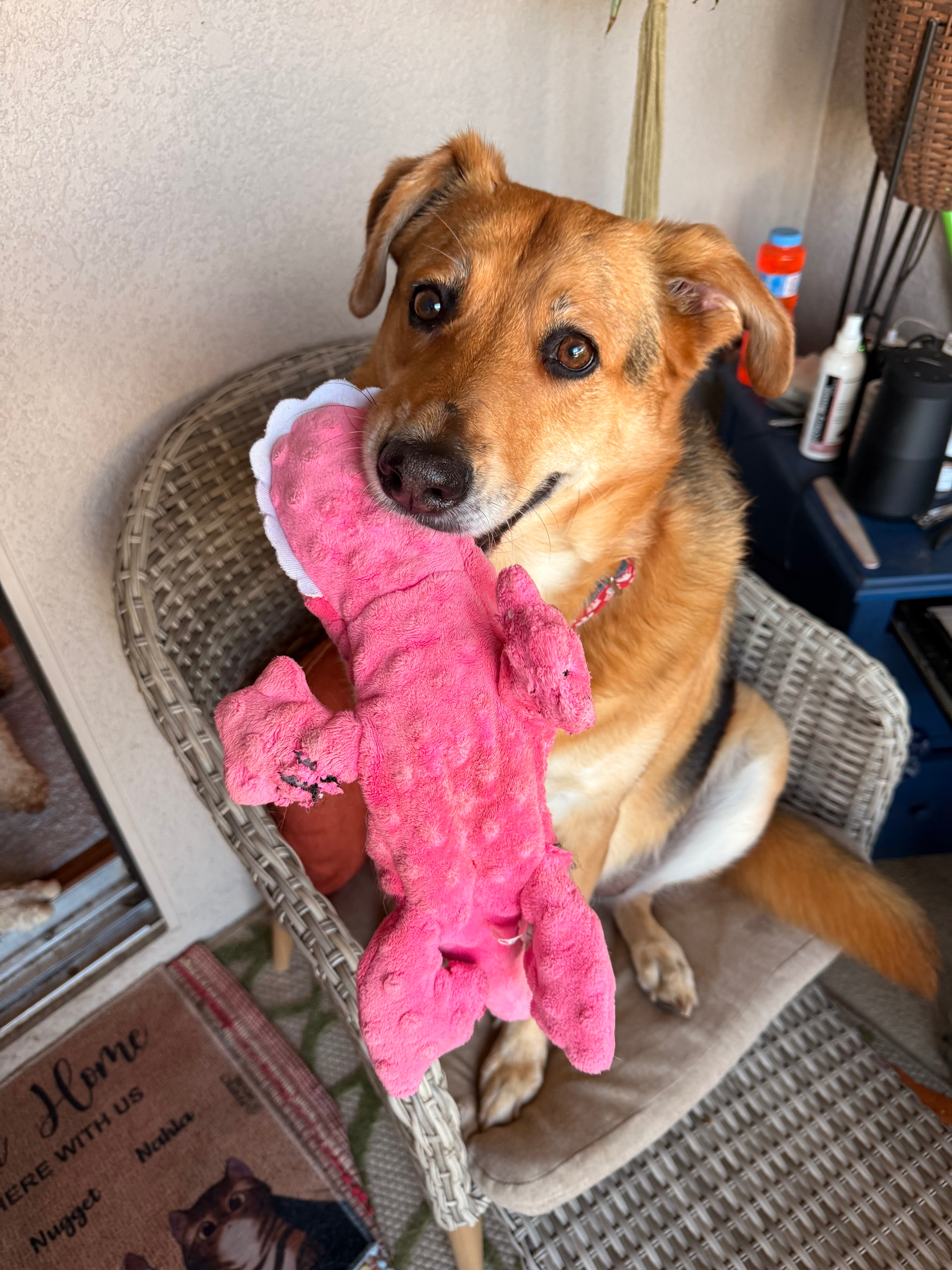 Help Boxie Fight Lymphoma with Love campaign photo, 4 of 5
