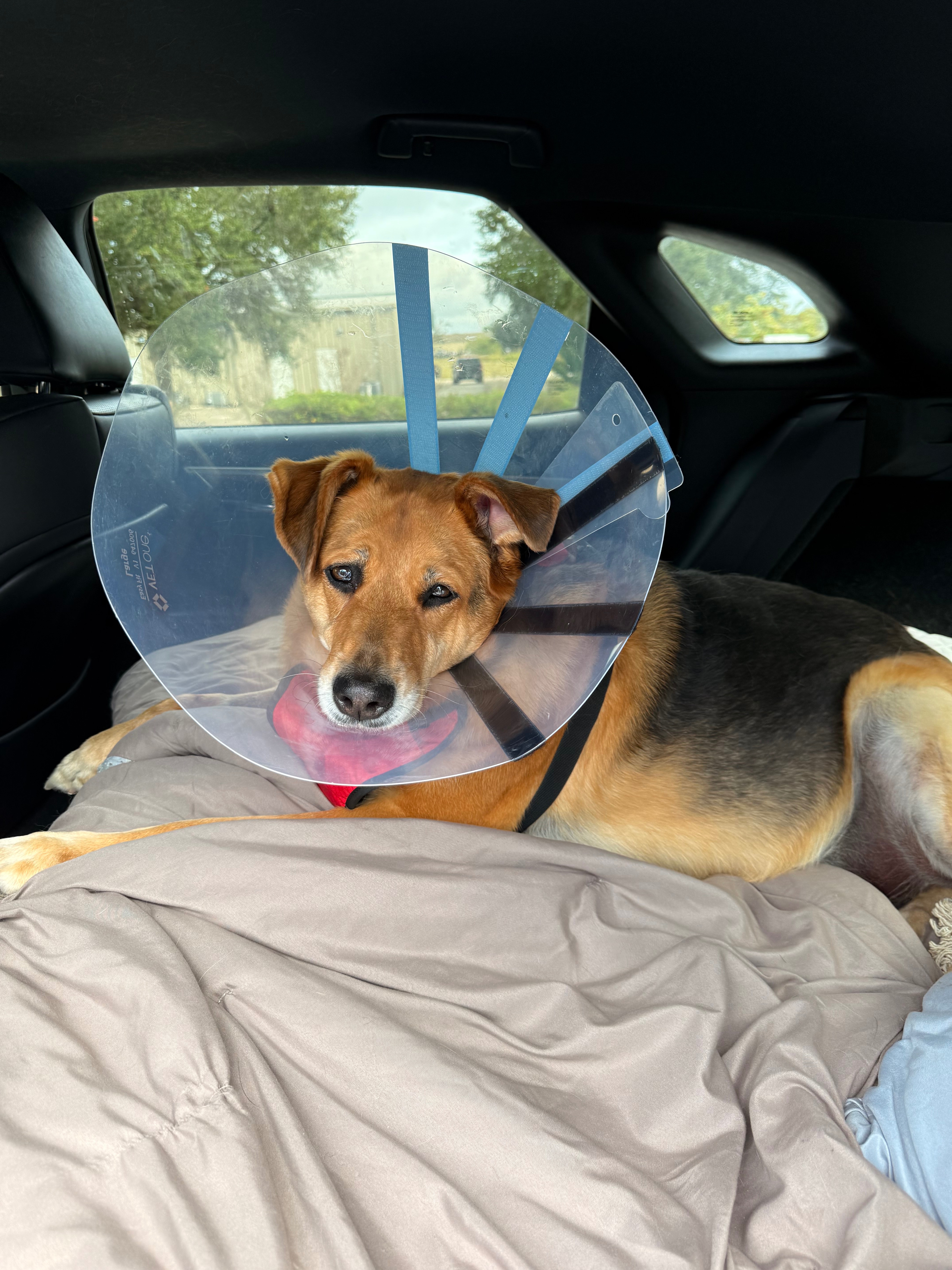Help Boxie Fight Lymphoma with Love campaign photo, 2 of 5