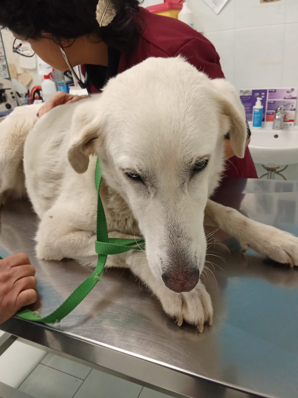 STELLA RISCHIA DI DIVENTARE CECA A CAUSA DELLA LEISHMANIA campaign photo, 4 of 5