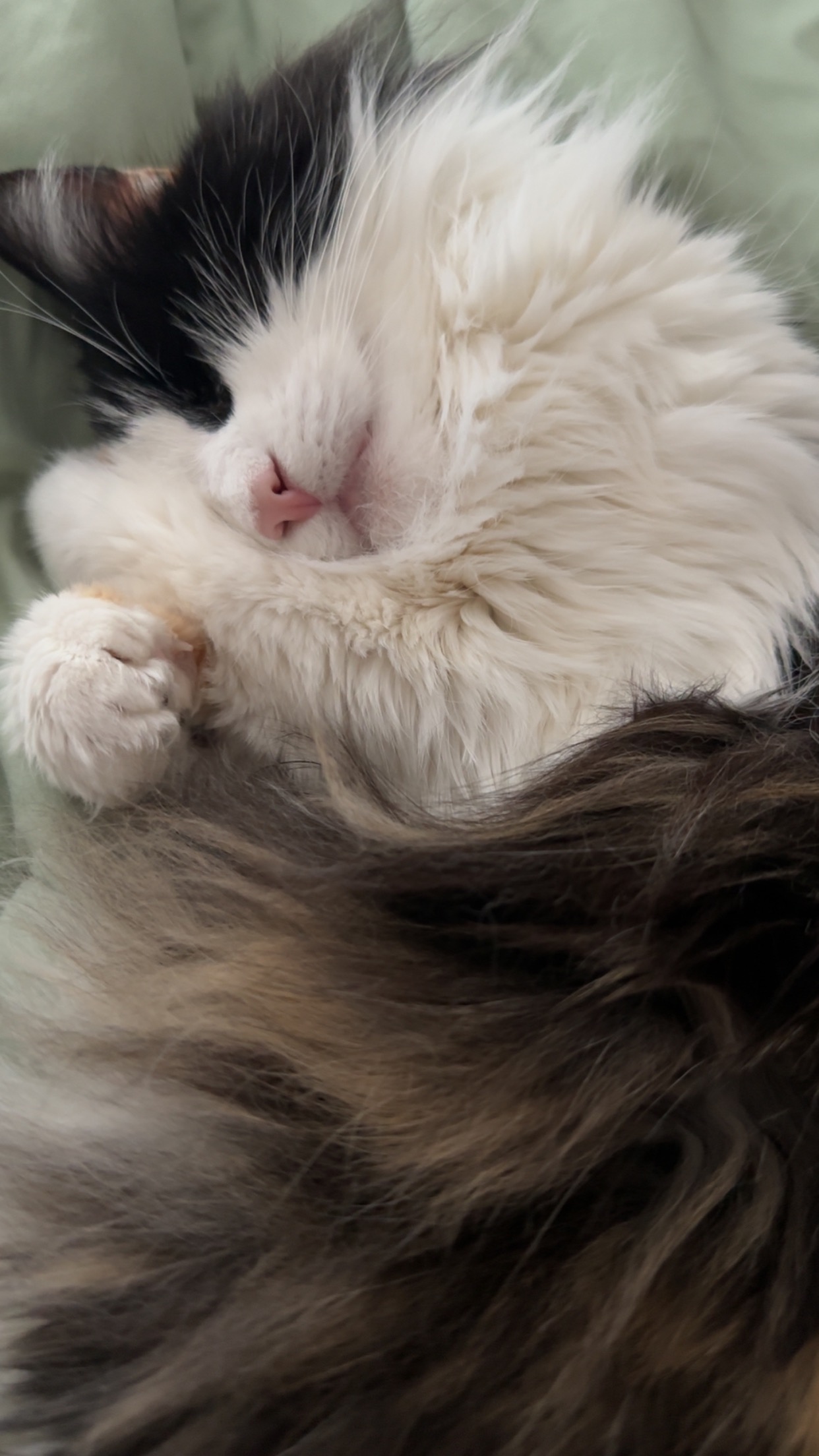 Help Tinkerbell get life-saving surgery campaign photo, 2 of 7