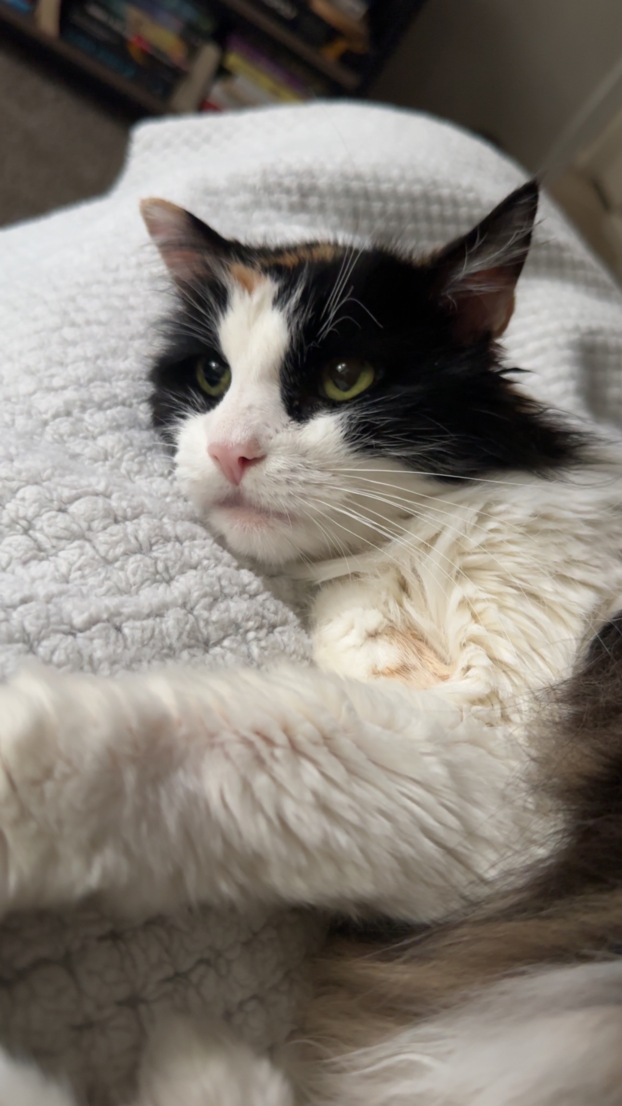 Help Tinkerbell get life-saving surgery campaign photo, 4 of 7