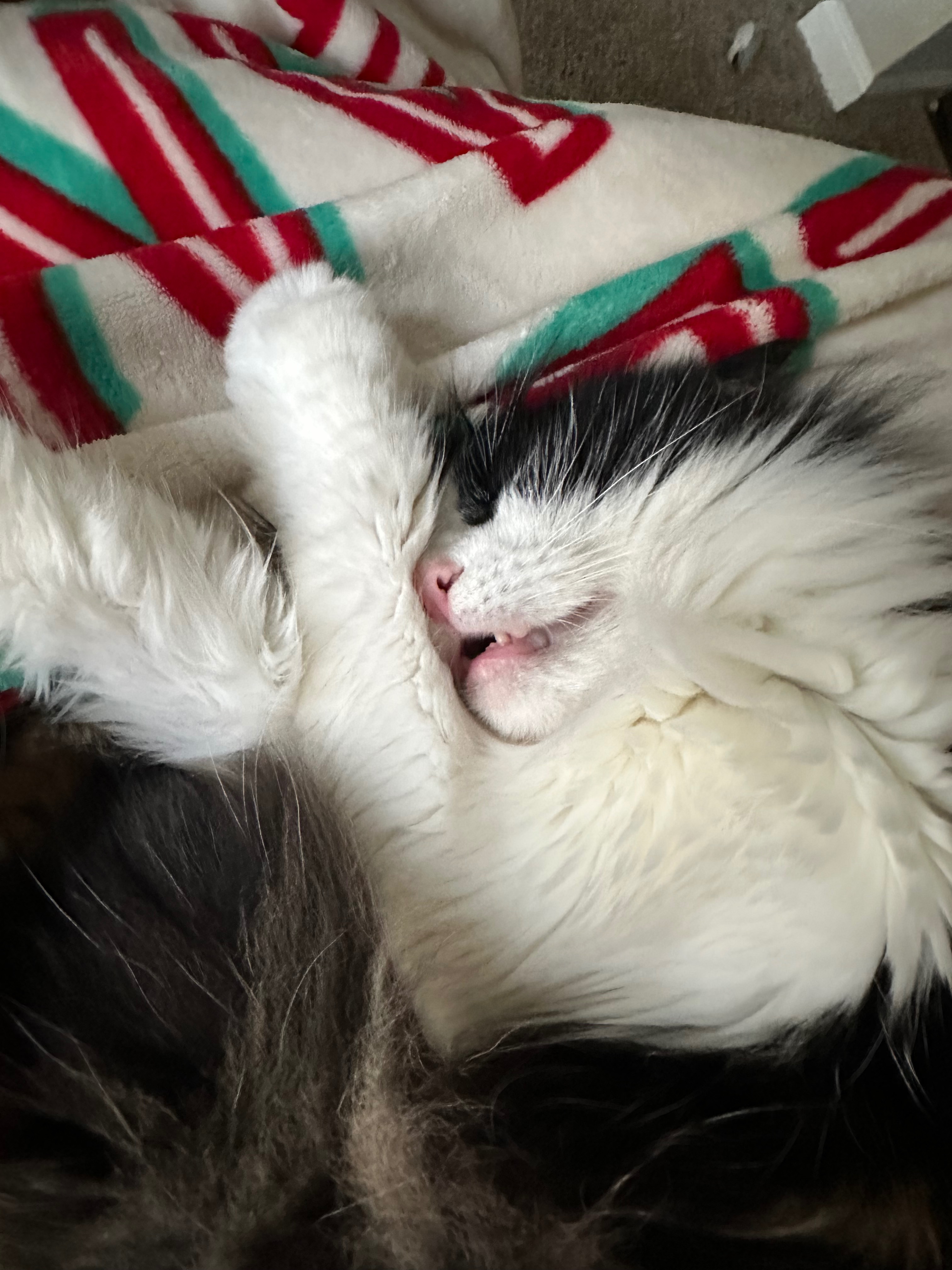 Help Tinkerbell get life-saving surgery campaign photo, 5 of 7