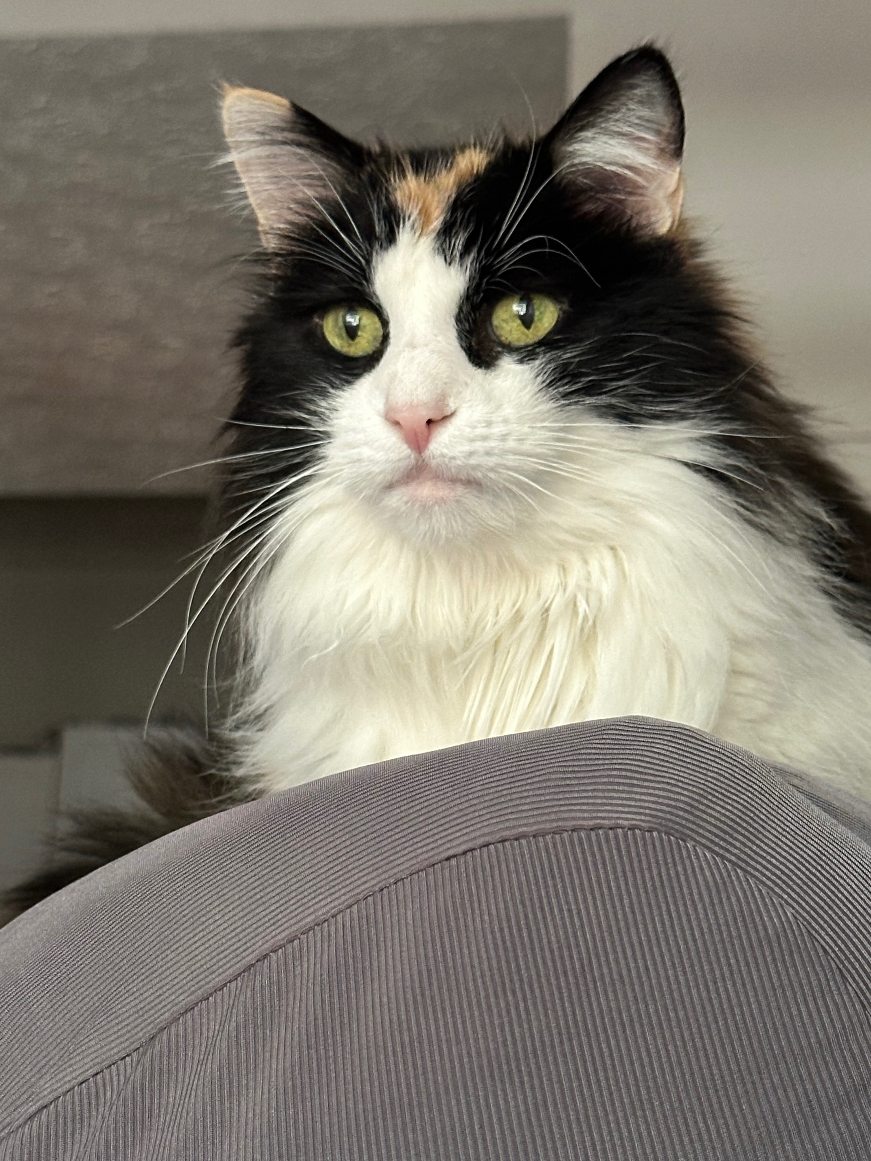 Help Tinkerbell get life-saving surgery campaign photo, 6 of 7