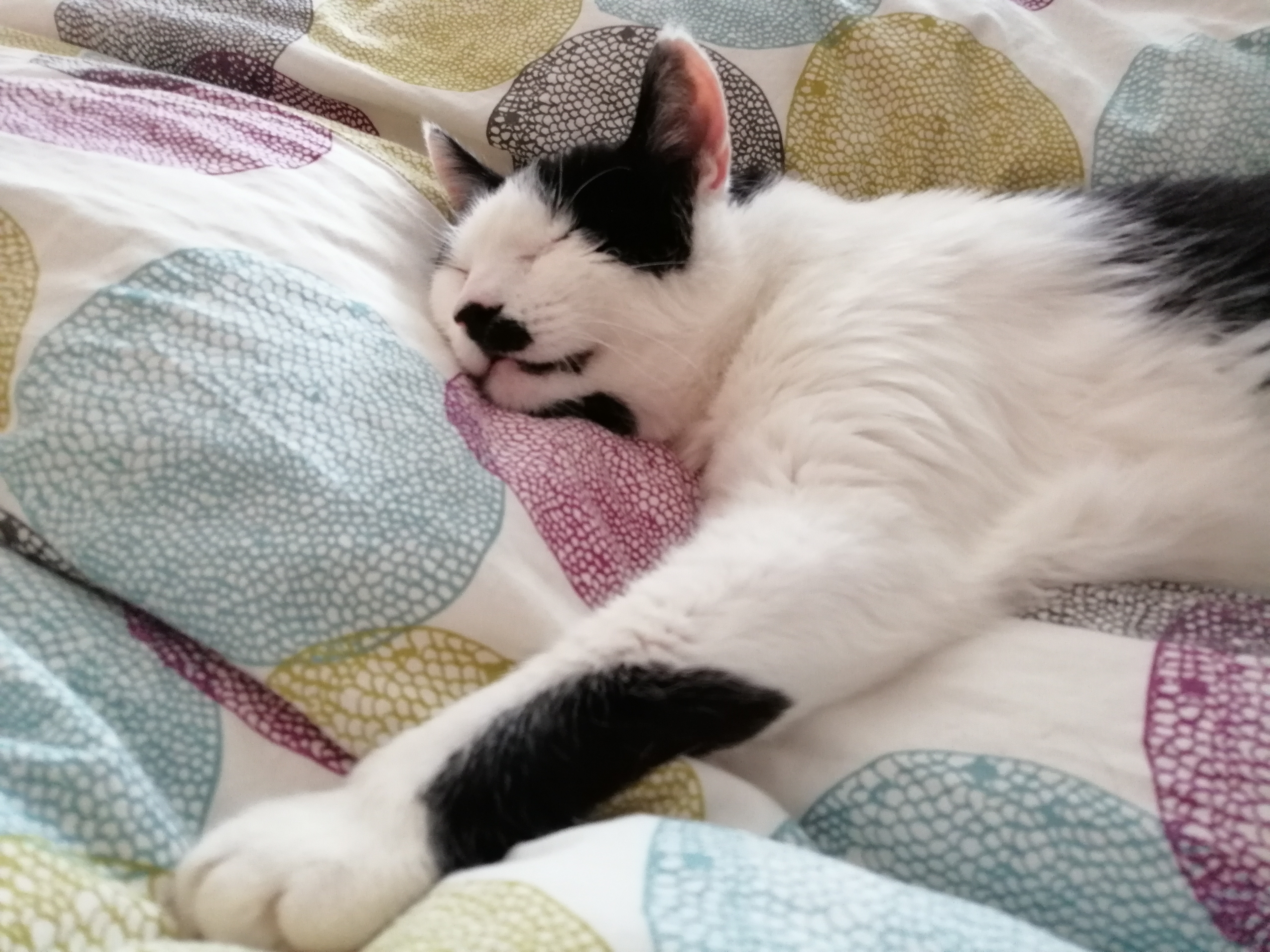 Kater Jimmy benötigt dringend eine Zahnsanierung campaign photo, 5 of 6