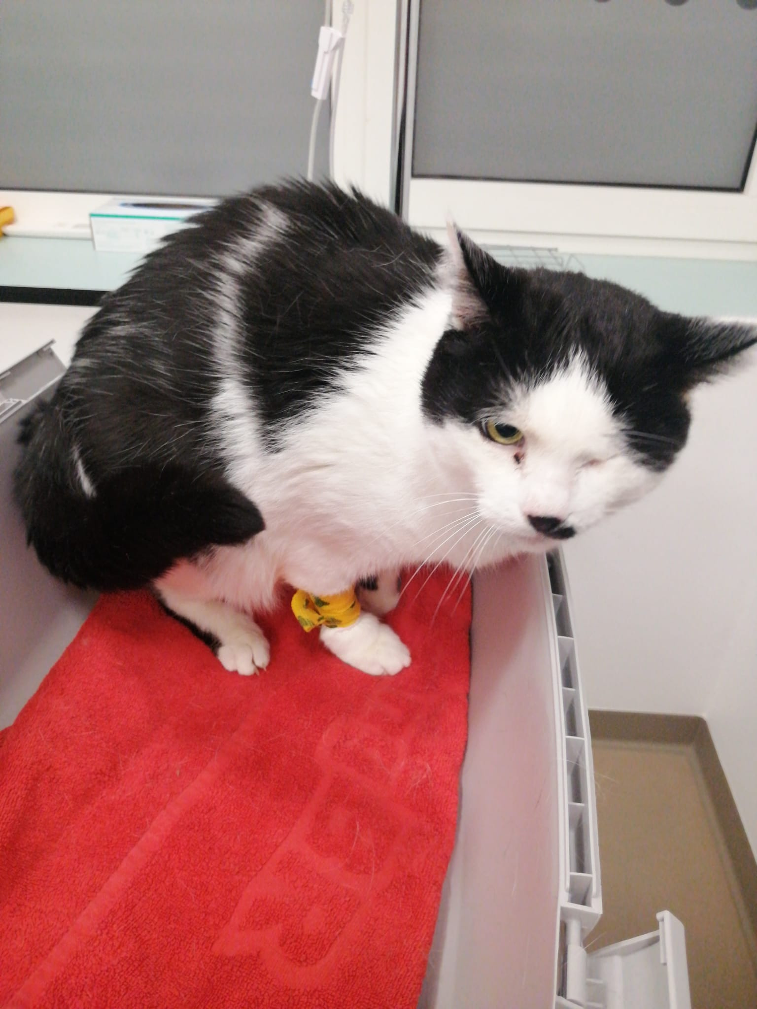 Kater Jimmy benötigt dringend eine Zahnsanierung campaign photo, 2 of 6
