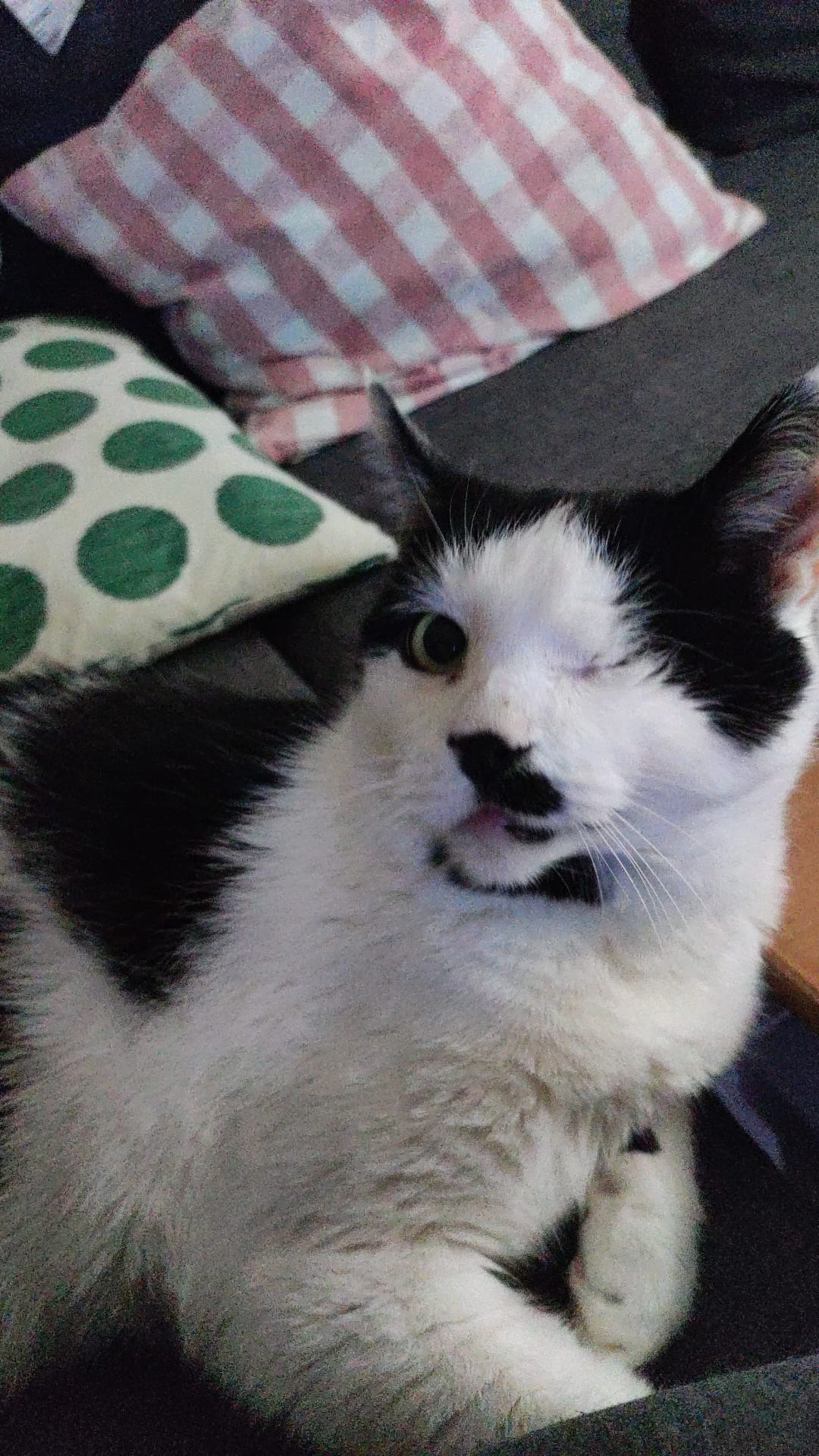 Kater Jimmy benötigt dringend eine Zahnsanierung campaign photo, 4 of 6
