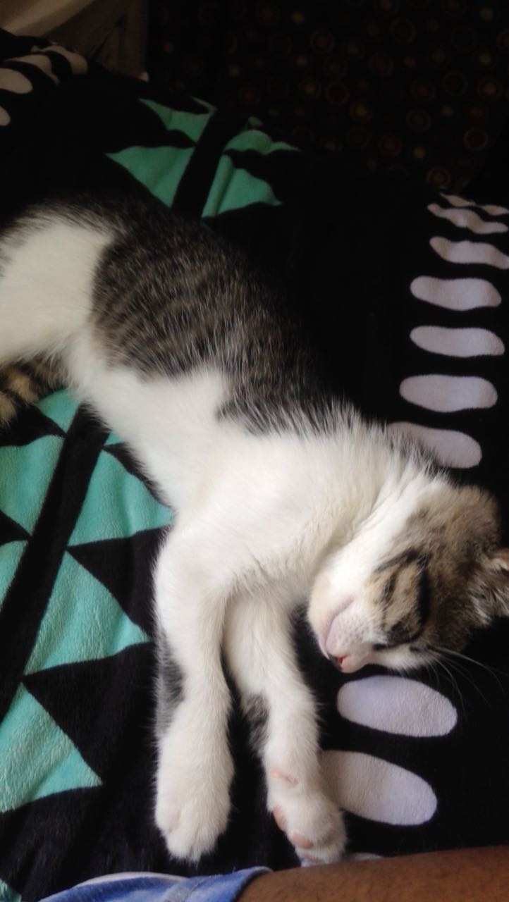 Help Me Cover Emergency Vet Bills After Losing Saturn campaign photo, 2 of 8