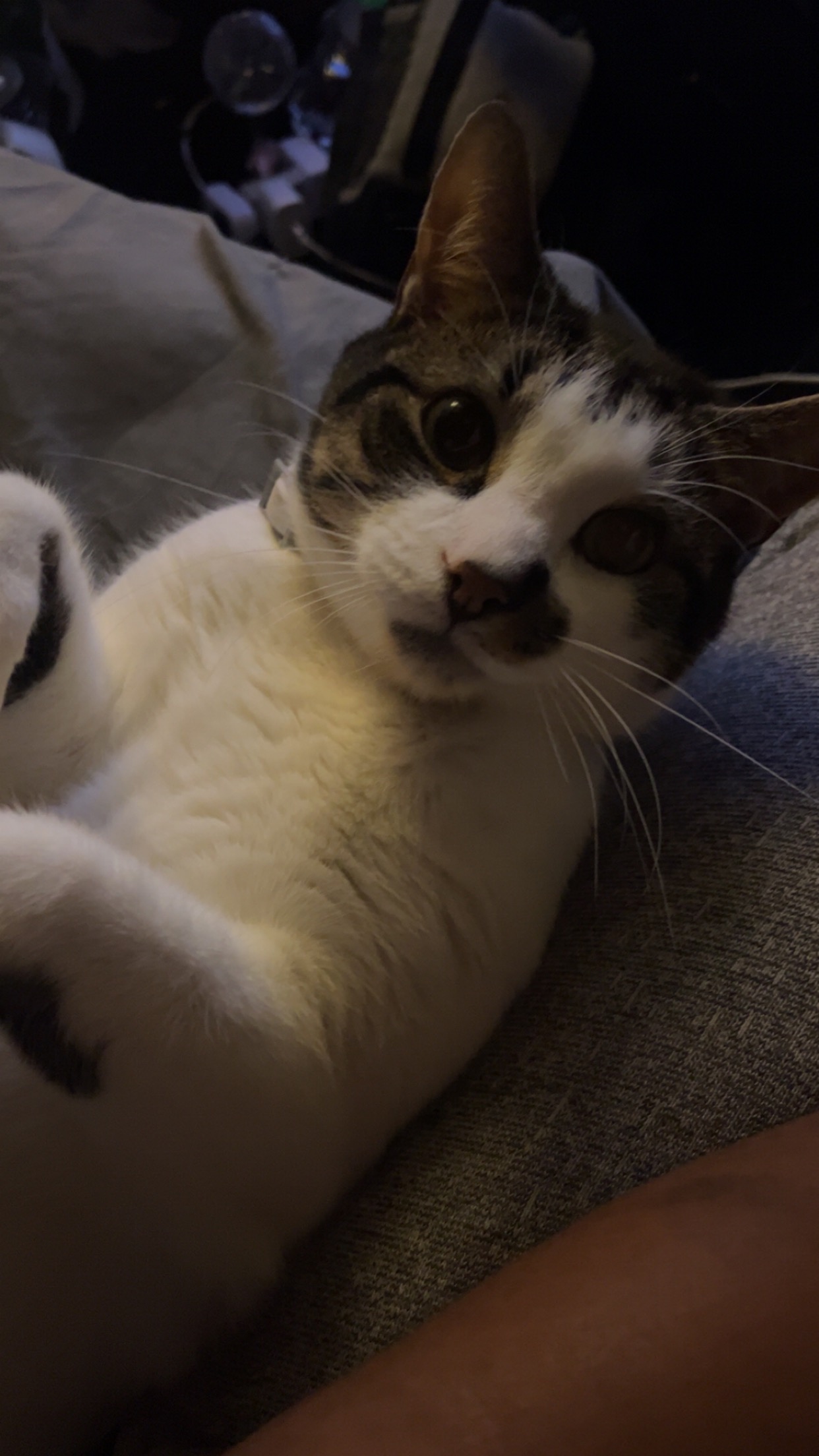 Help Me Cover Emergency Vet Bills After Losing Saturn campaign photo, 7 of 8