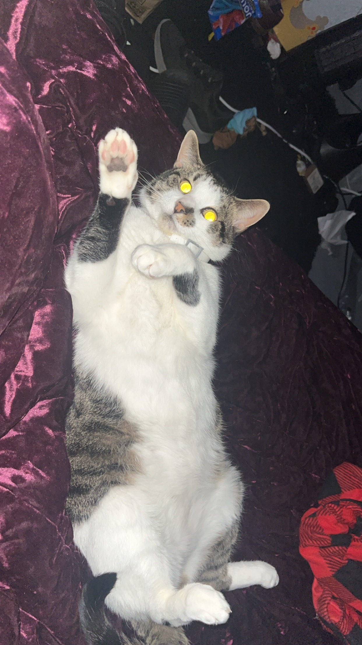 Help Me Cover Emergency Vet Bills After Losing Saturn campaign photo, 4 of 8
